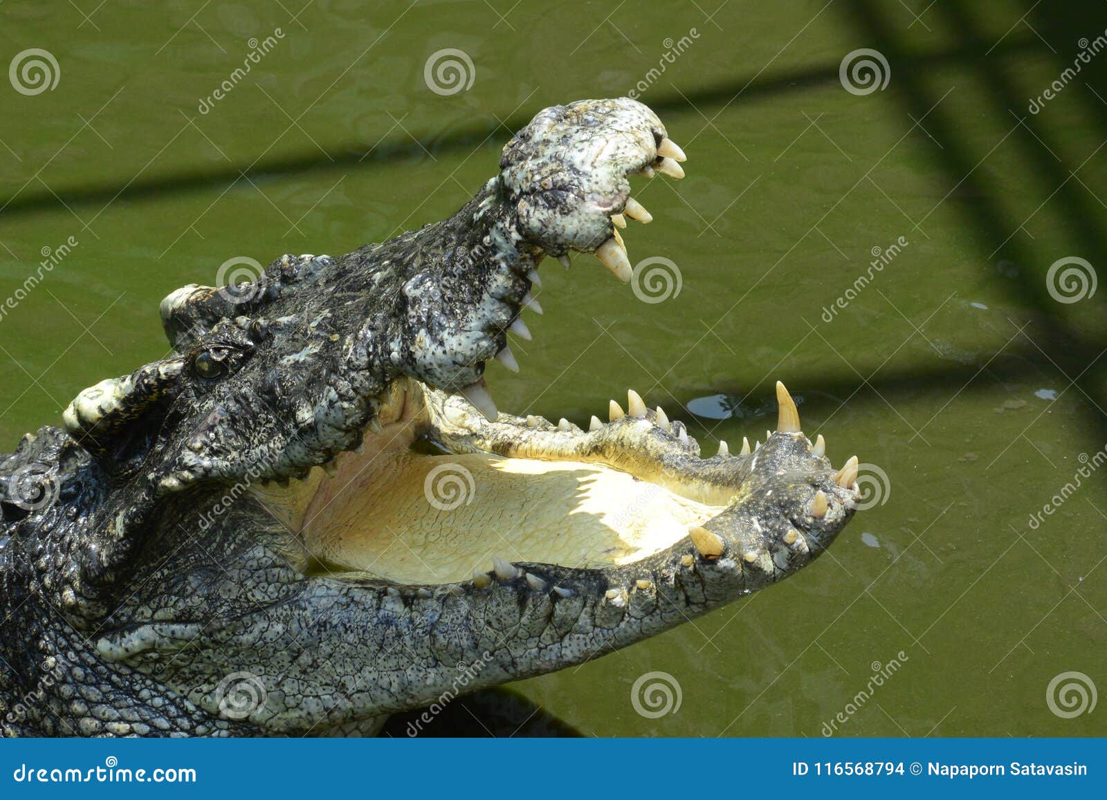 Salt Water Crocodile Stock Photo Image Of Huge Dangerous 116568794 Salt Water Crocodile Stock Photo Image Of Huge Dangerous 116568794