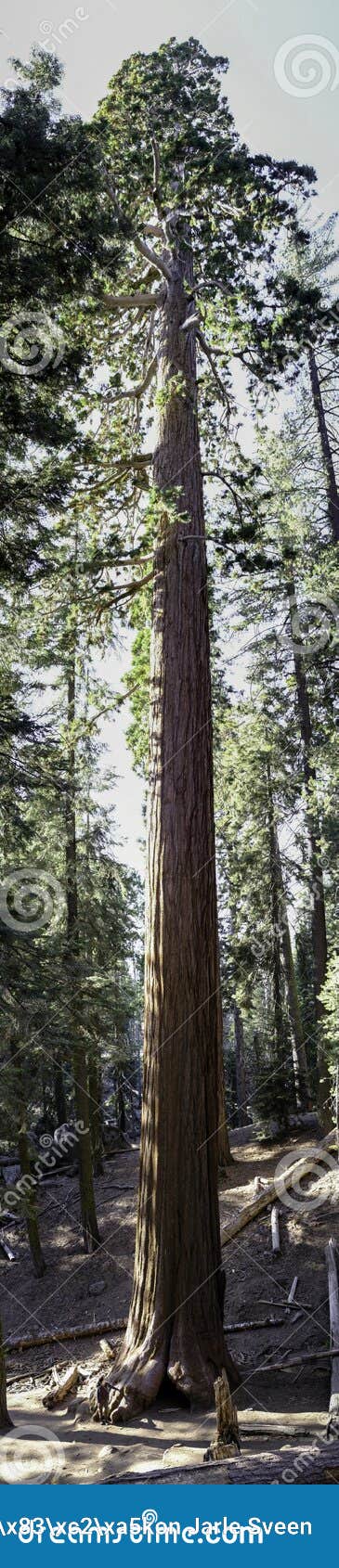 huge sequia tree large the sequia national park, california