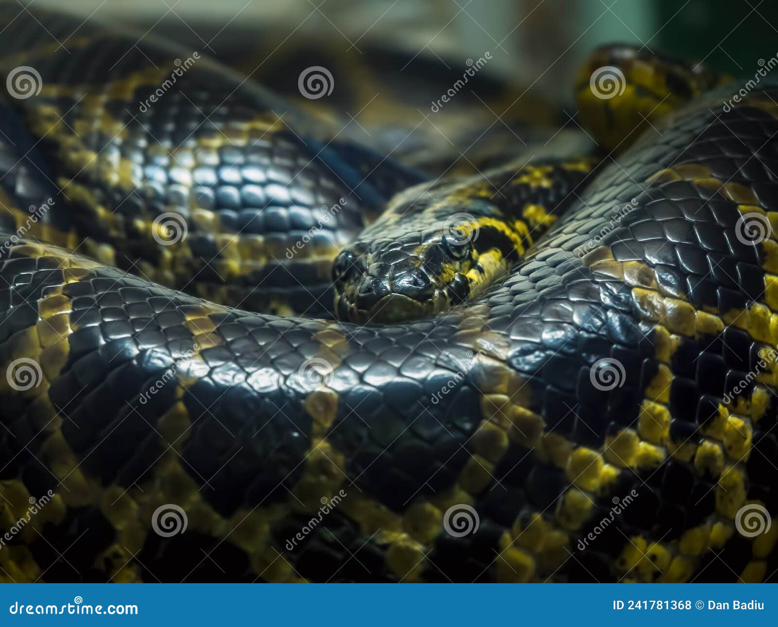 Reticulated Python Coiled. Giant Snake Resting Stock Photo - Image of