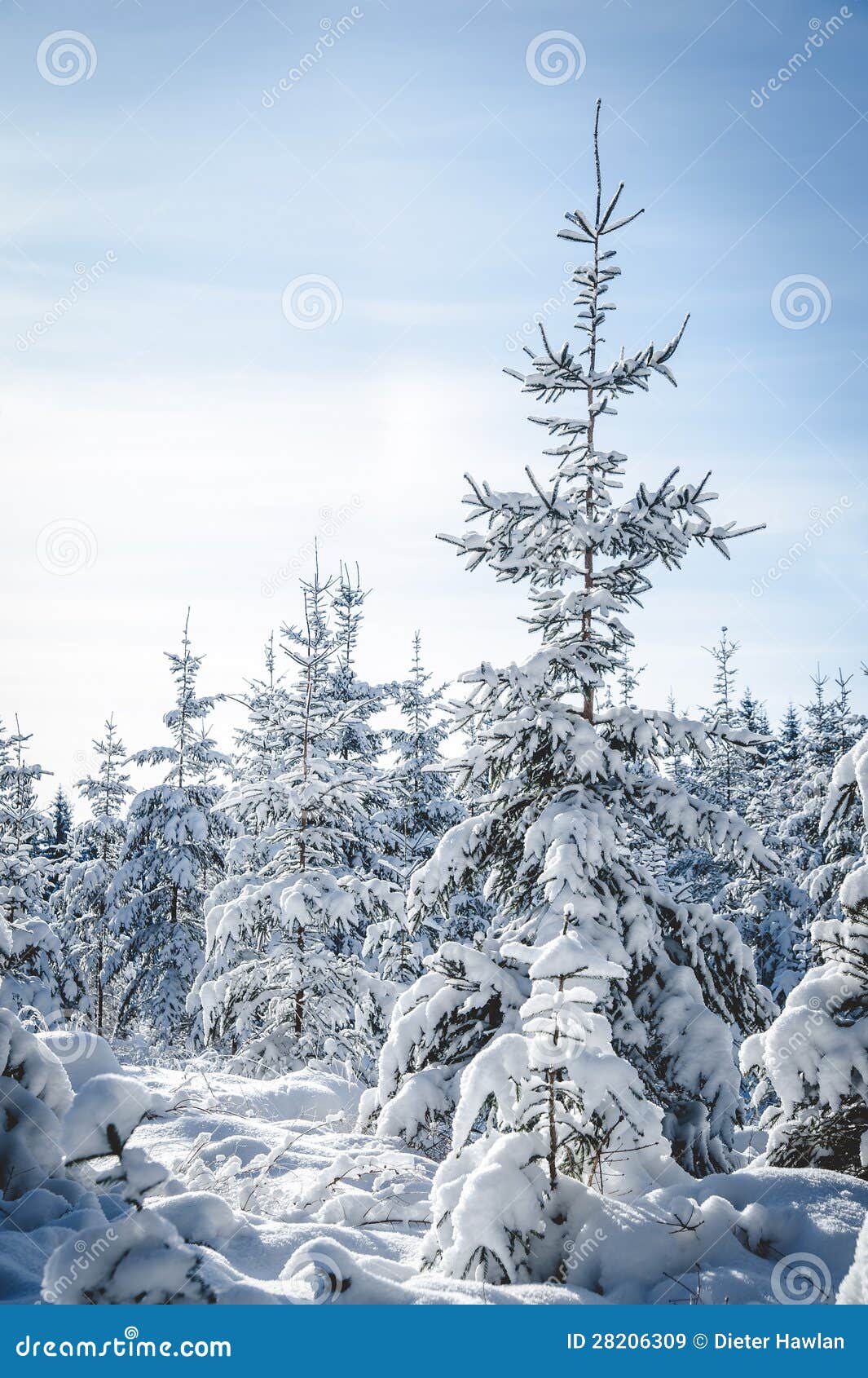 Huge snowy Fir Tree. Huge Fir Tree covered with Snow