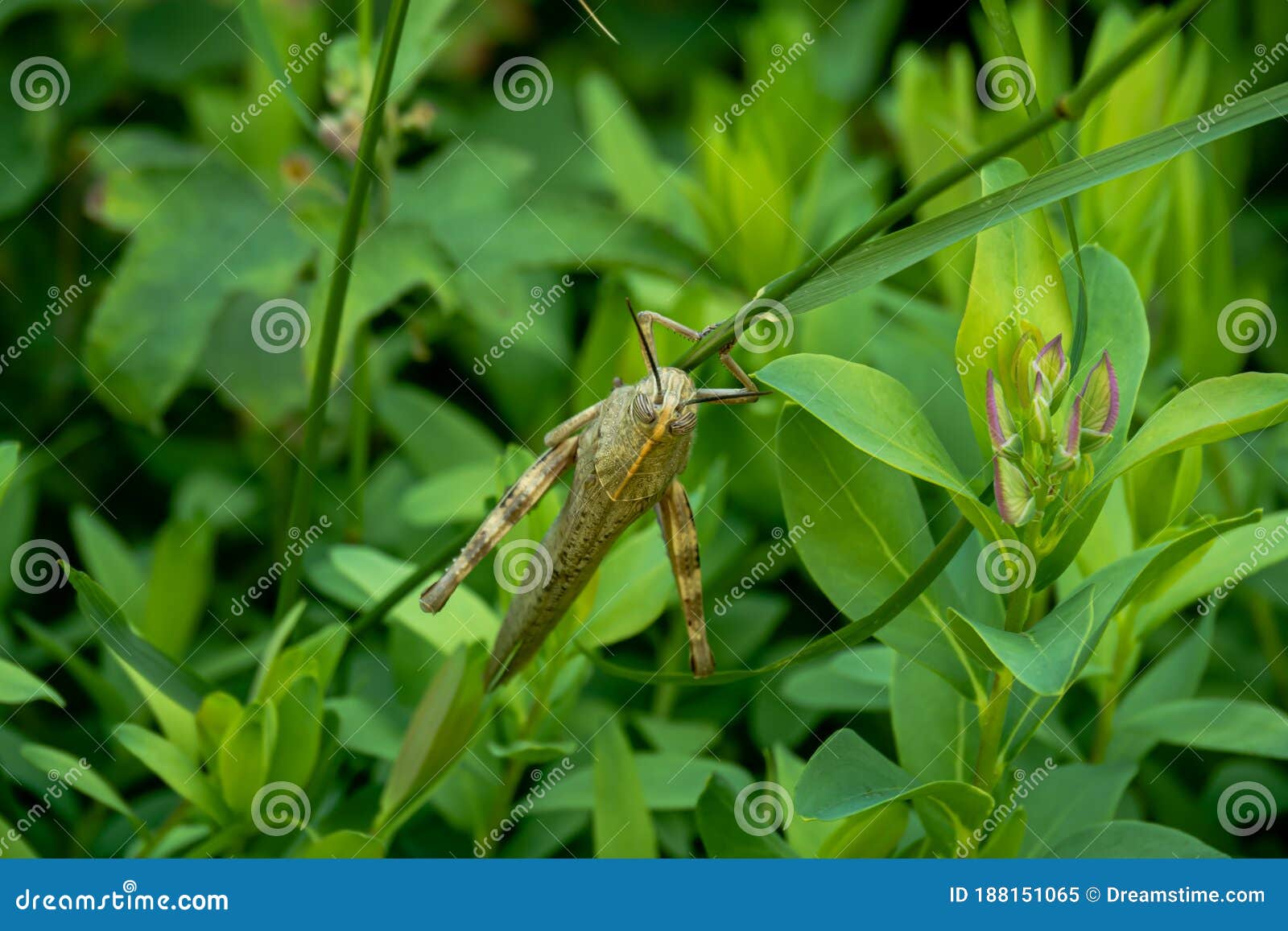 huge spanish grasshopper closeup on the bush