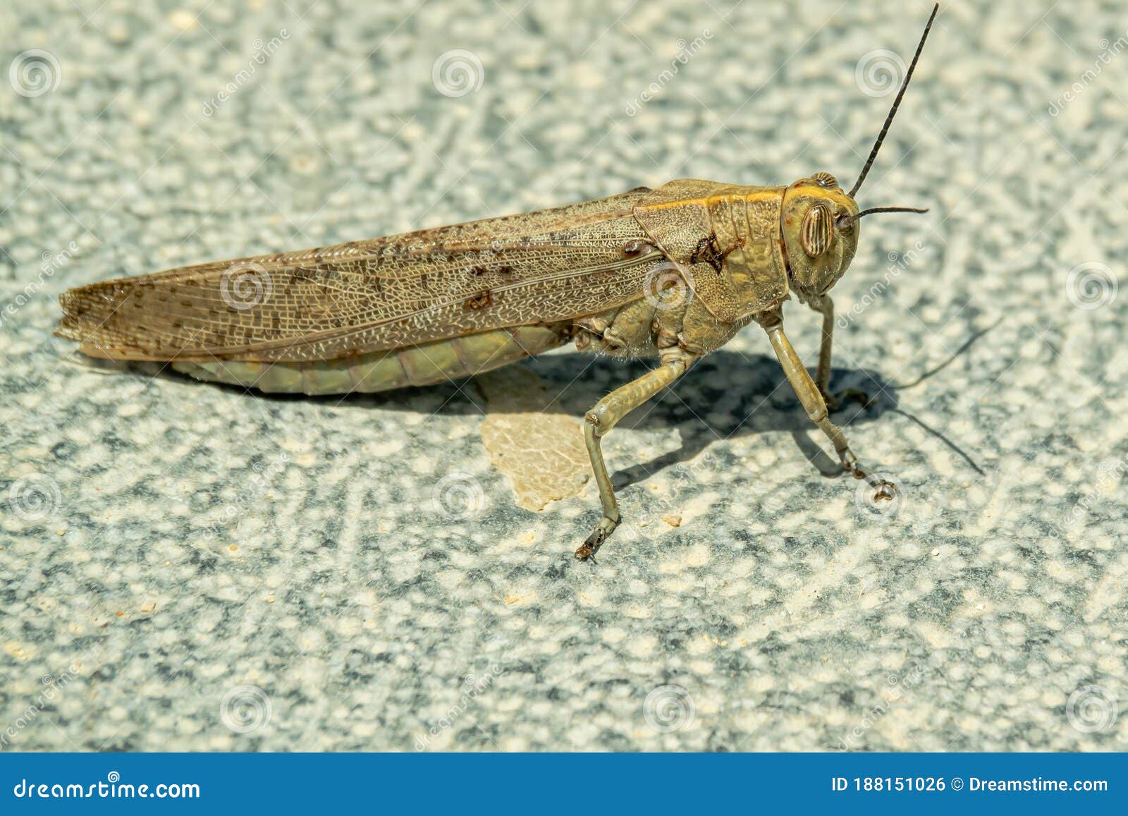 the huge spanish grasshopper closeup gray background1