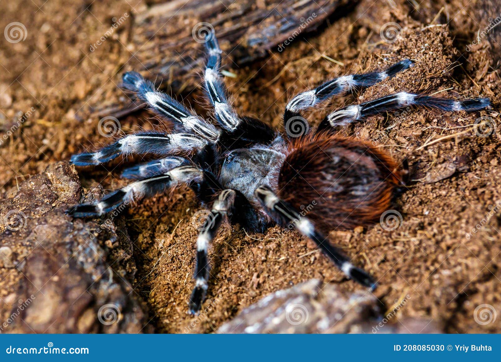 A Huge Spider,Red-Legged Costa Rican Tarantula the Biggest Tarantula in ...