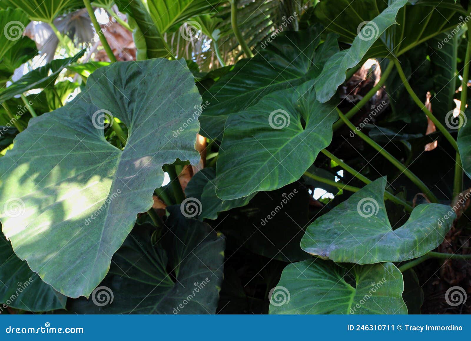 a huge, sprawing philodendron plant growing in a garden in rockford, illinois