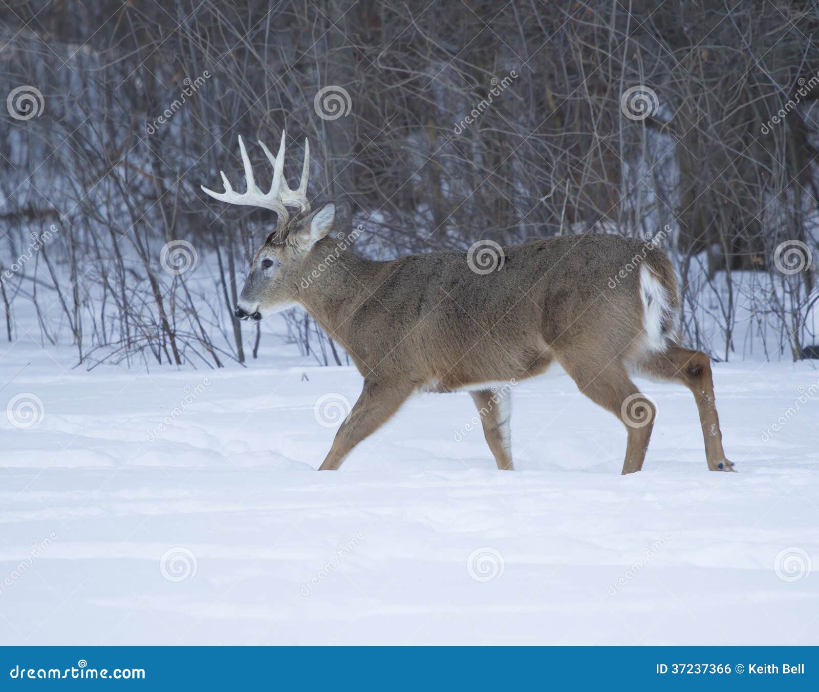 Huge Ten Point Buck stock photo. Image of snow, huge - 37237366