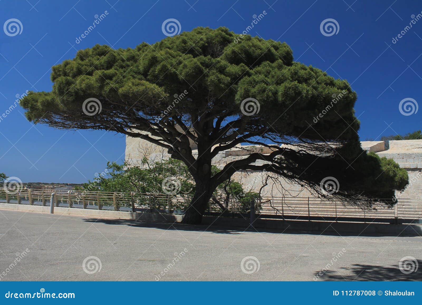 Huge Tree Around Mdina, Malta Stock Photo Image of area, tree 112787008