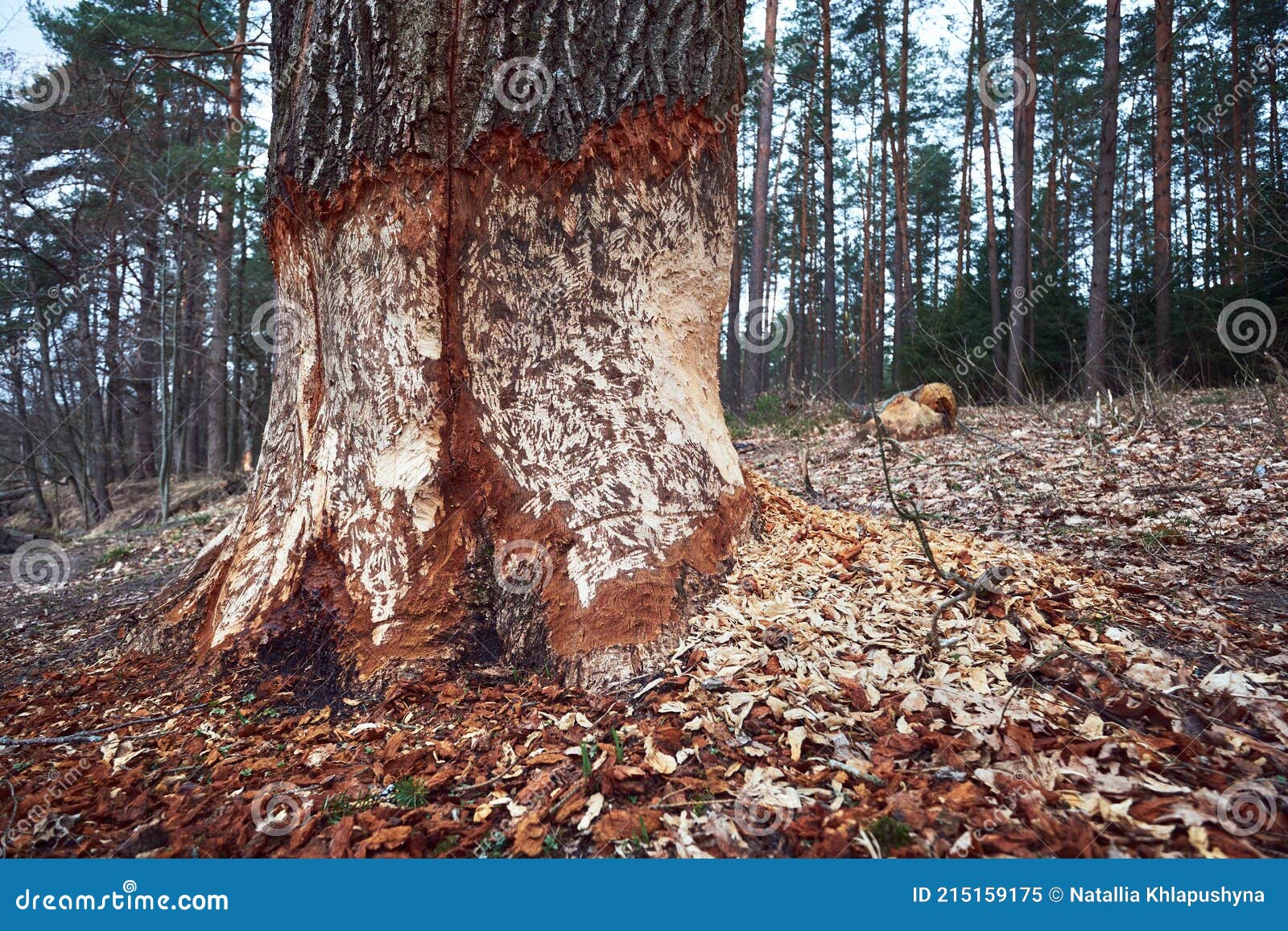 huge tree with beaver teeth marks. tree trunk nibbled by wild beaver