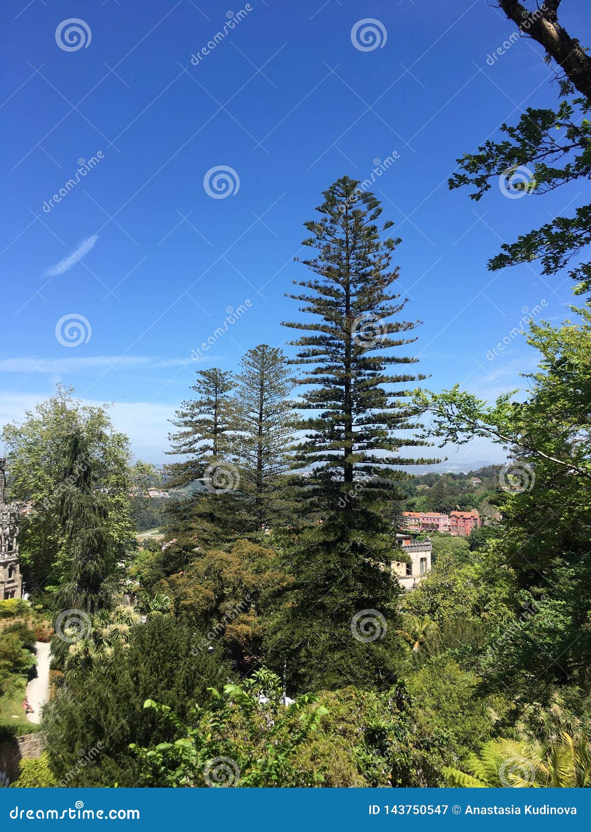 Huge tree in a park stock image. Image of nature, beauty 143750547