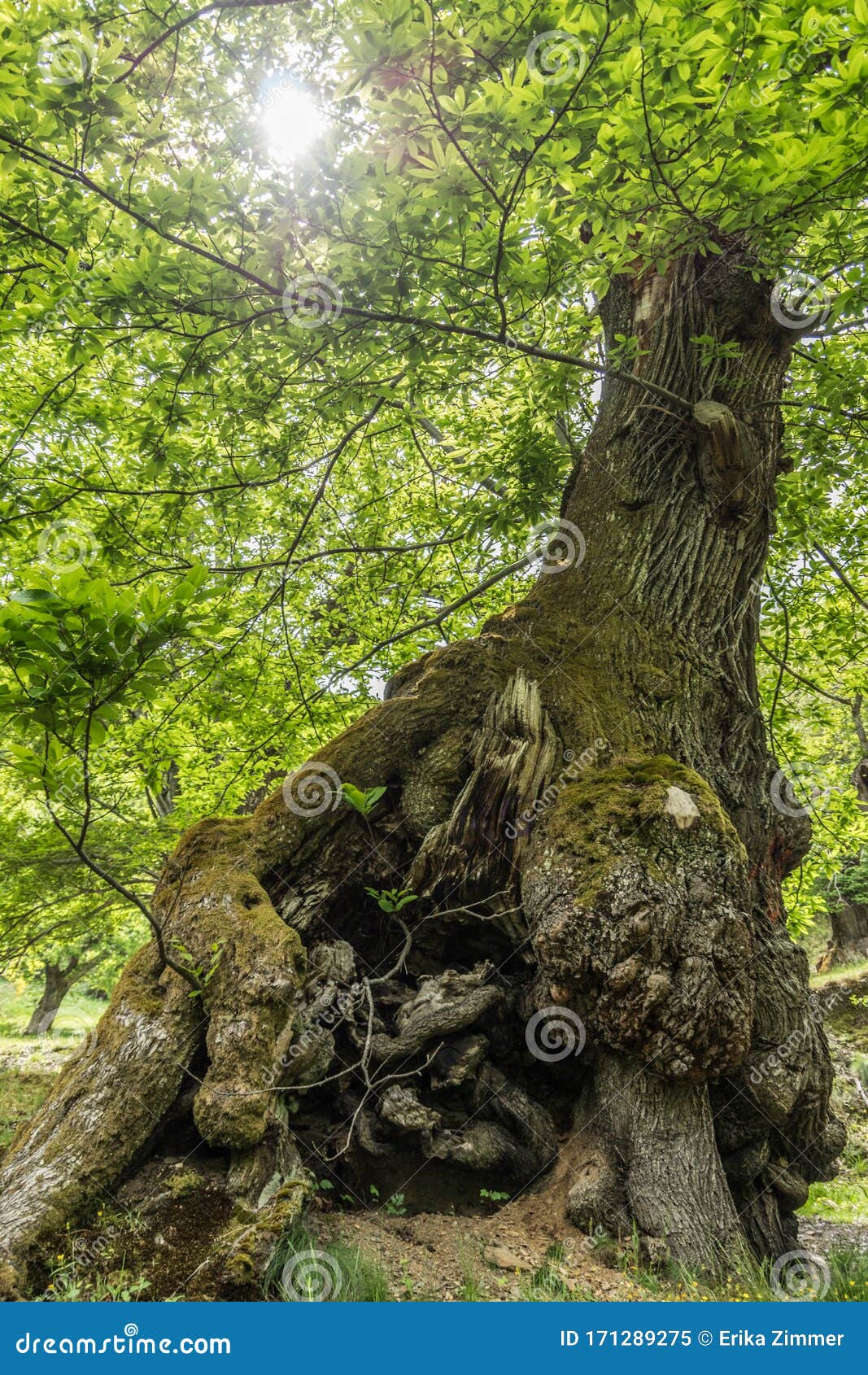 huge tree seen from below