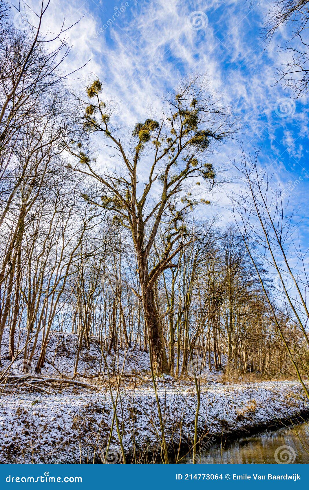 huge tree with sparse foliage surrounded by bare trees between a snowy hill and a stream