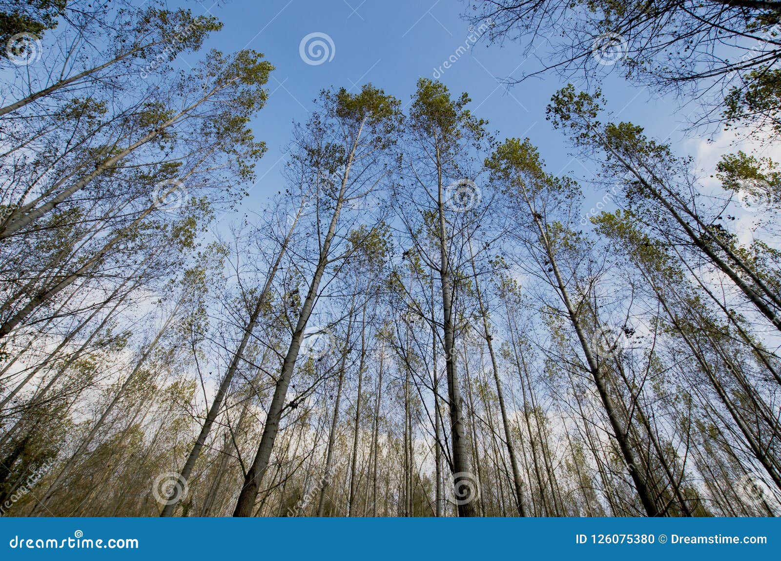 Heavenly Trees in the Forest. Stock Photo Image of summer, leaf