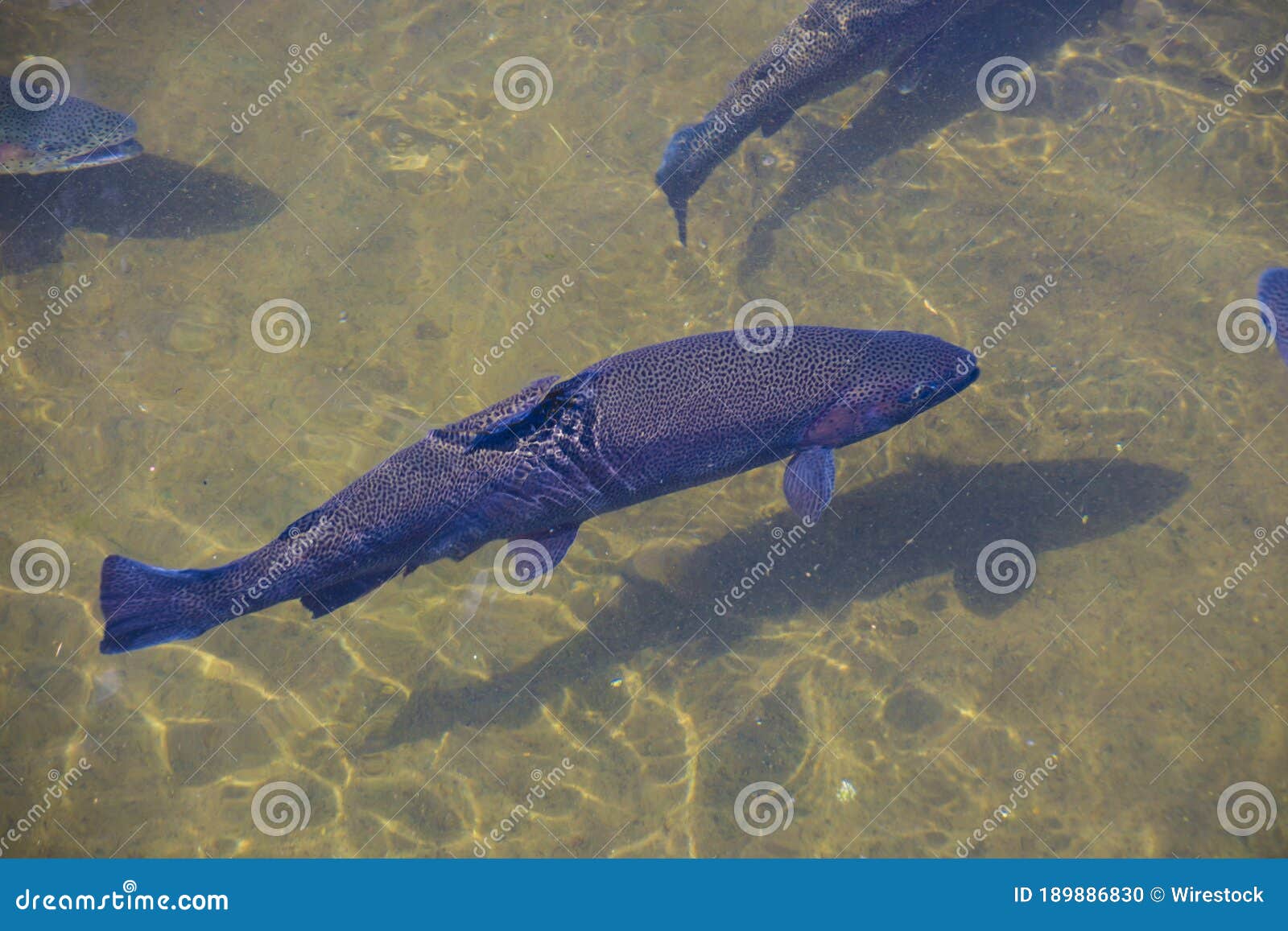 823 Trout Swimming Underwater Photos Free & RoyaltyFree Stock Photos