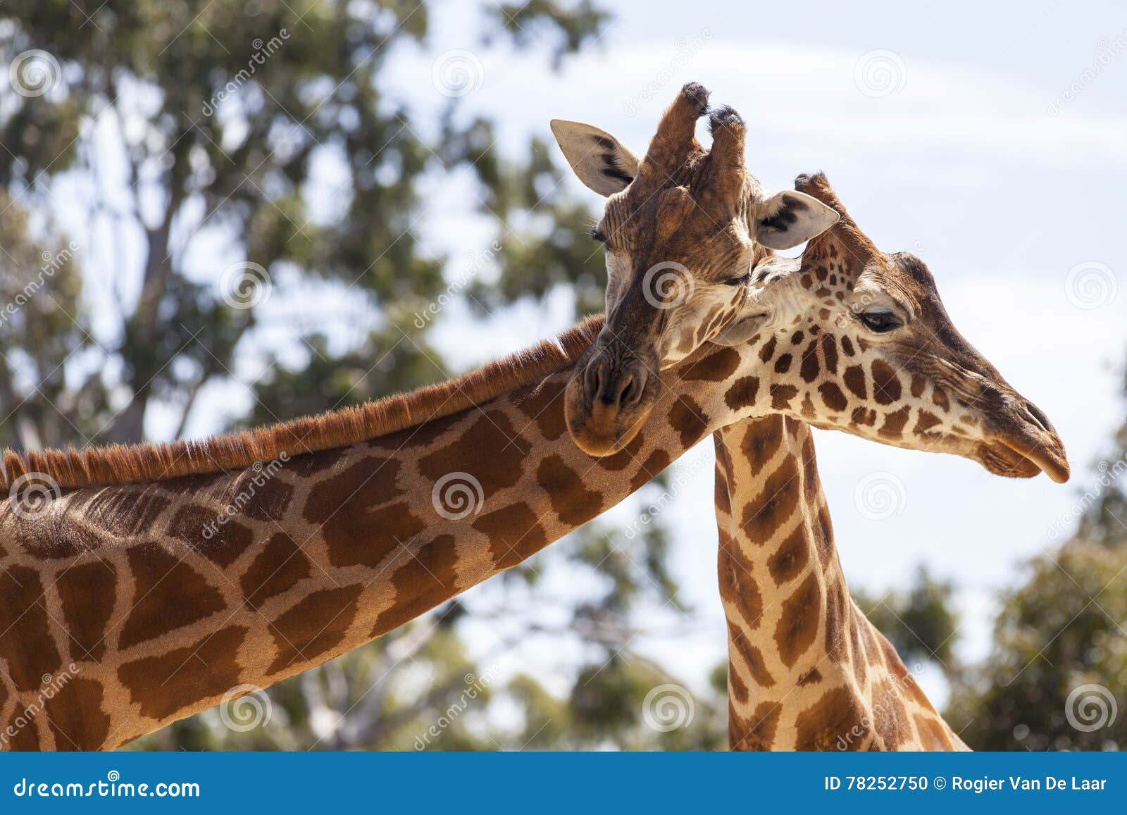 Hugging Giraffes stock photo. Image of wildlife, giraffes 78252750