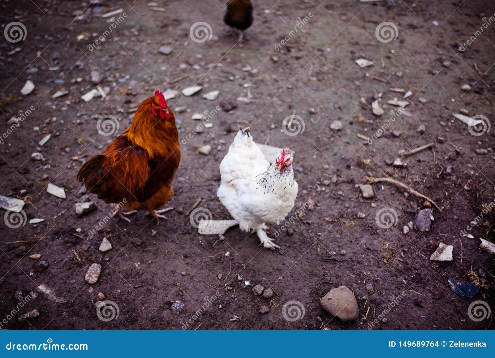 Huhn Auf Einem Bauernhof Hennen, Die Auf Einer Grünen Wiese Weiden ...