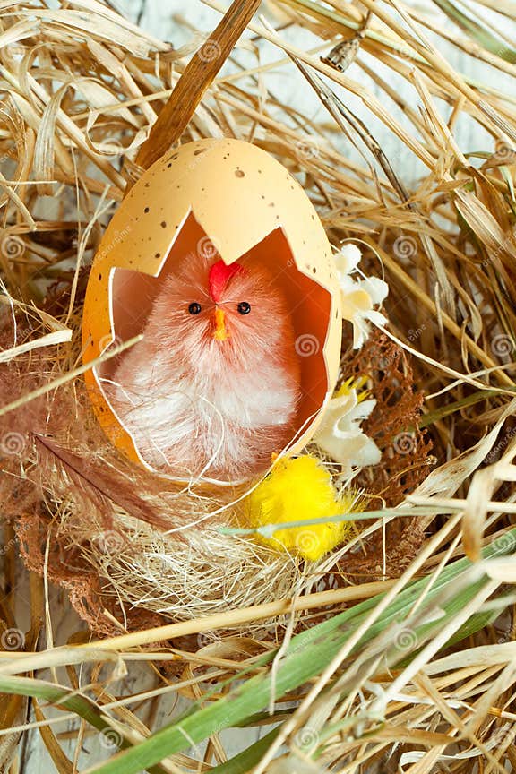 Huhn Mit Eierschale Im Nest Stockbild Bild von wachsen, gebrochen
