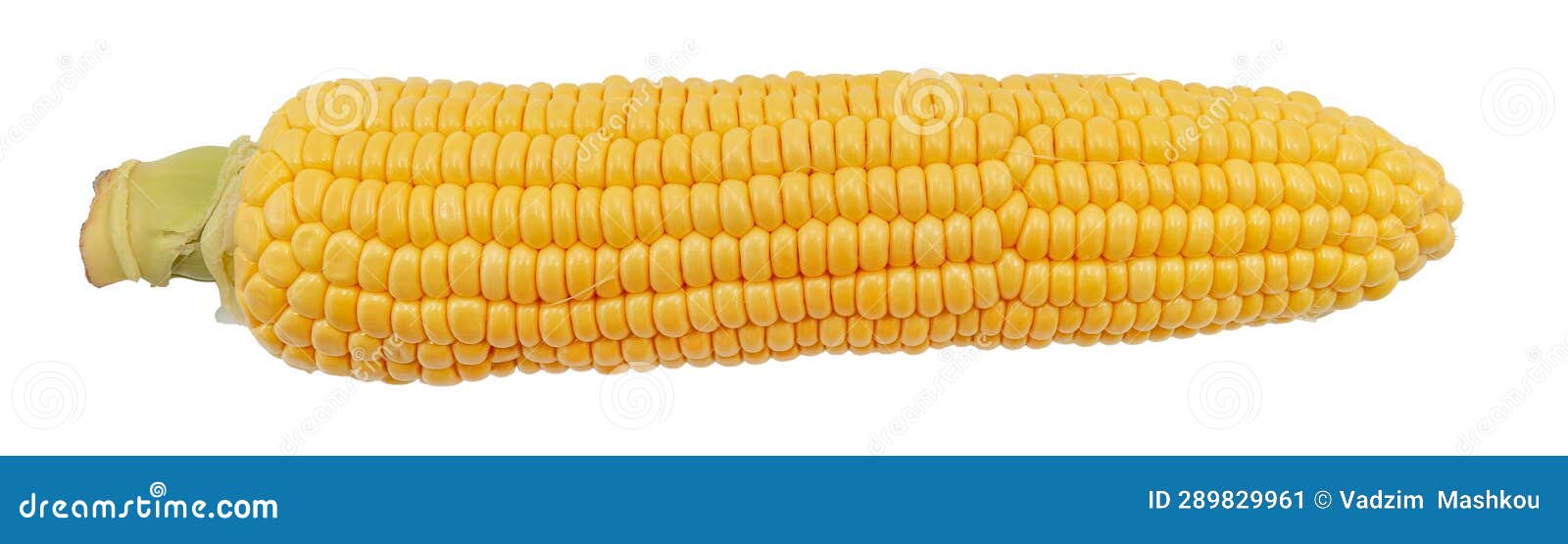 Hulled Cobs of Corn. Cereal Forage Crop Stock Image Image of nature