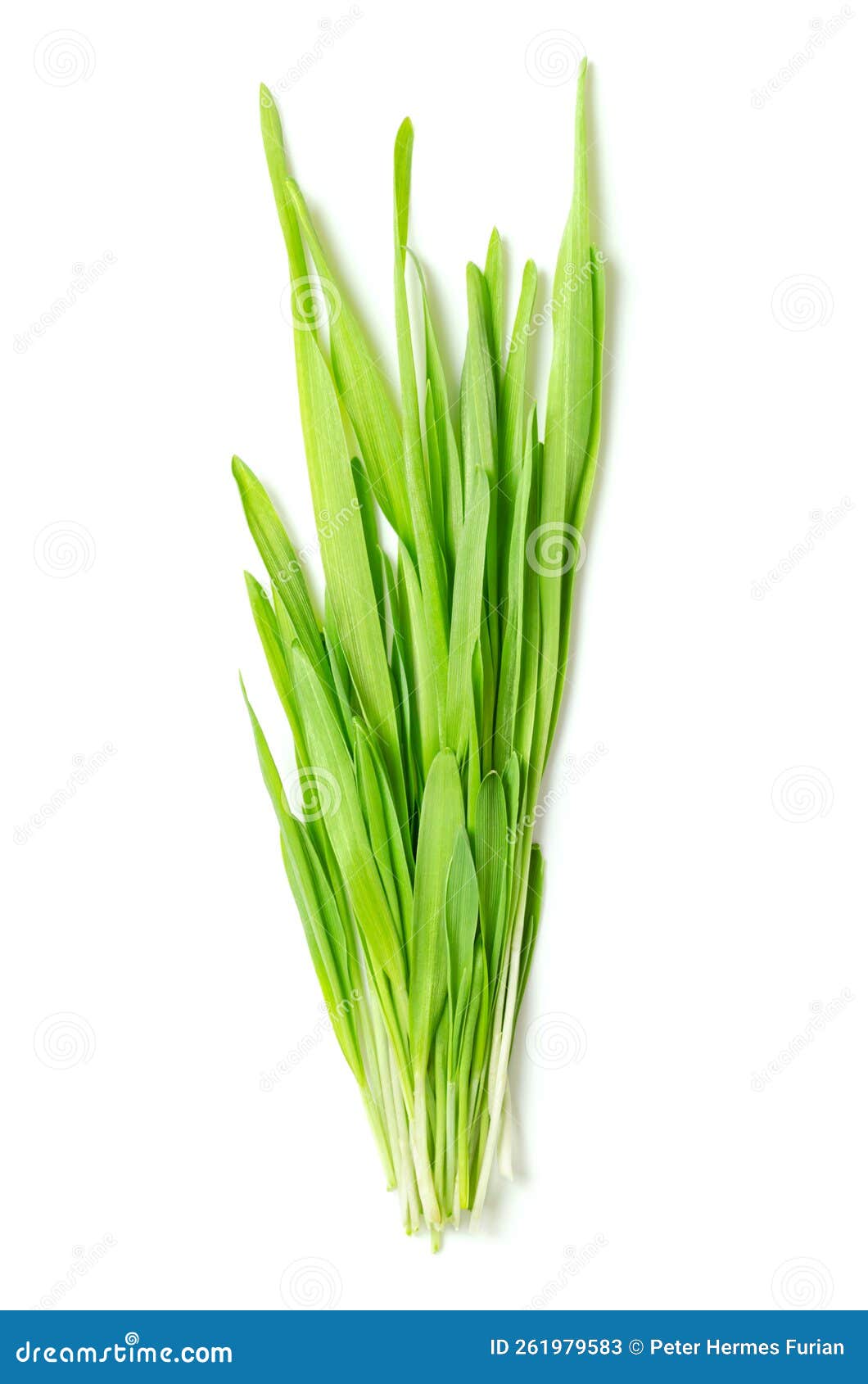 Bunch of Hulless Barley Microgreens, Readytoeat Naked Barley