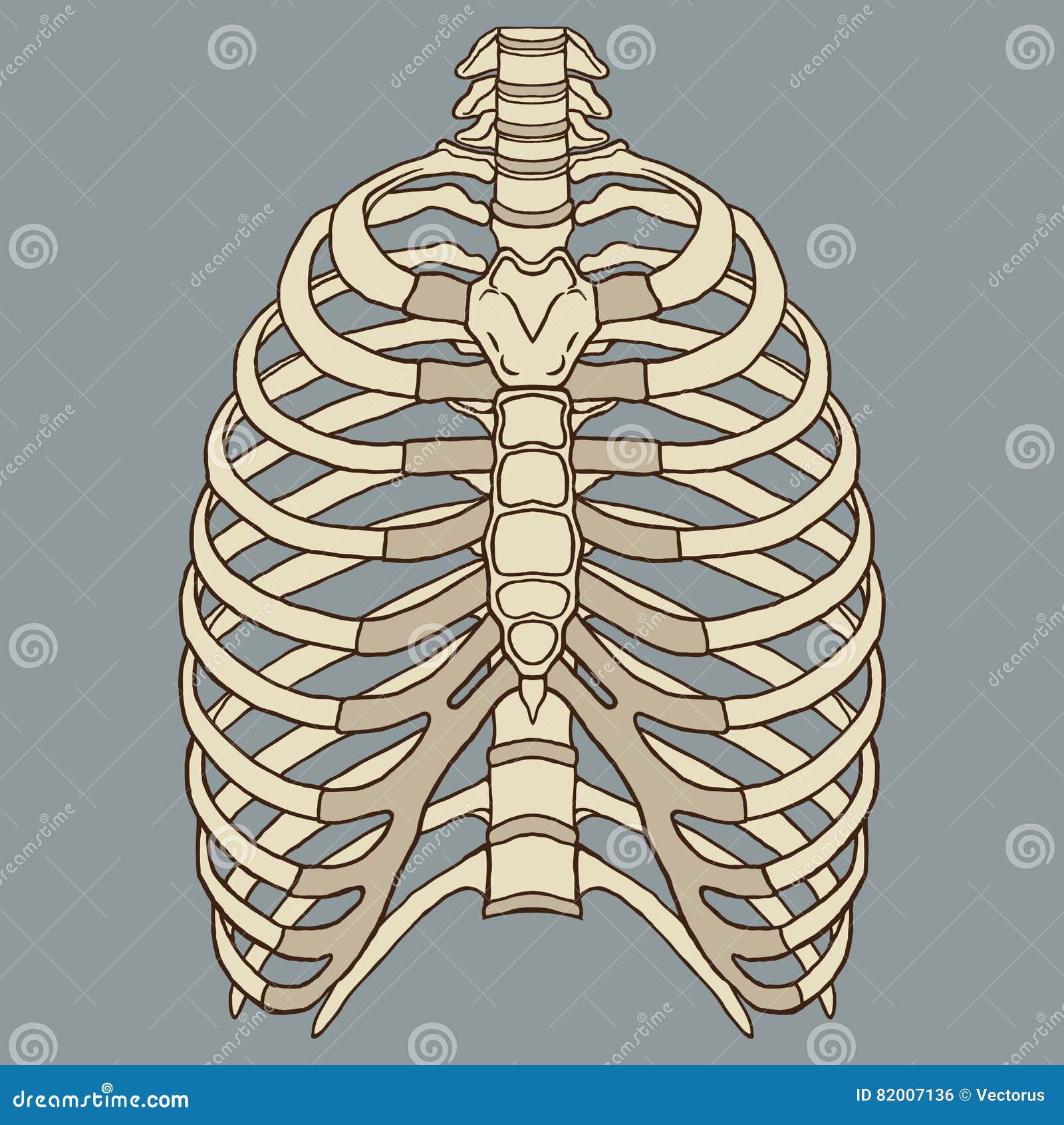Humain Rib Cage Anatomy Vector Illustration de Vecteur Illustration