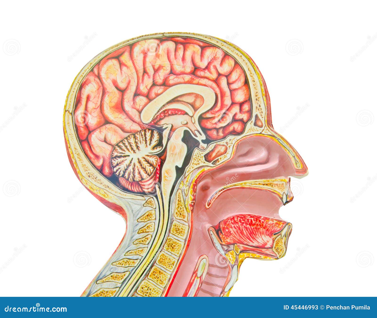 Anatomical Jaw Model RoyaltyFree Stock Photography