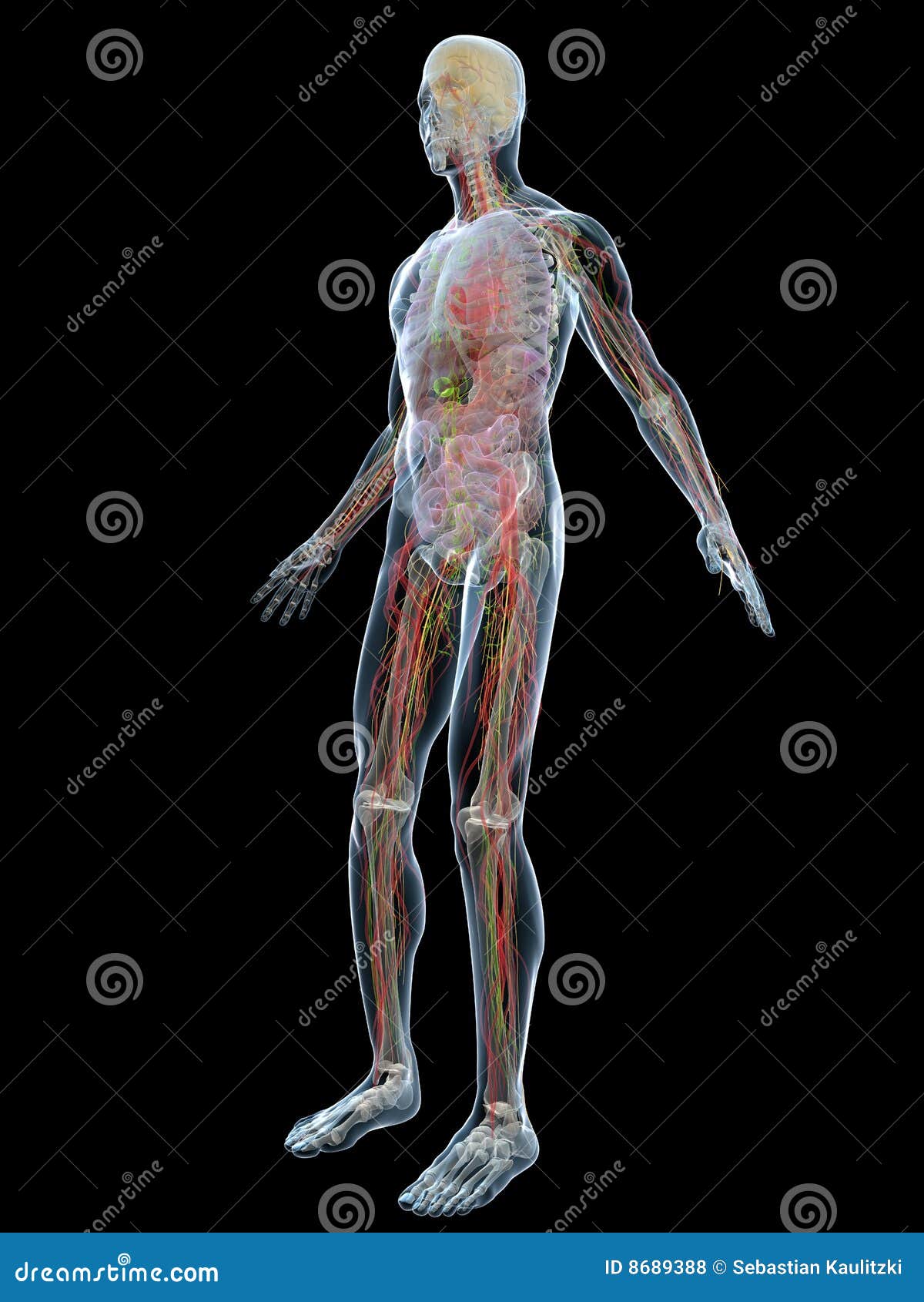 Human anatomy stock illustration. Illustration of science - 8689388