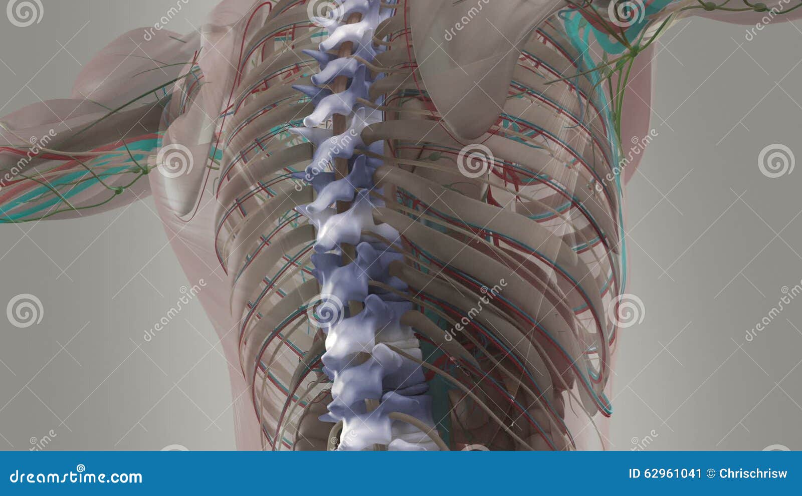 Human Anatomy Animation Showing Back, Spine and Neck. Stock Video - Video  of skin, medical: 62961041