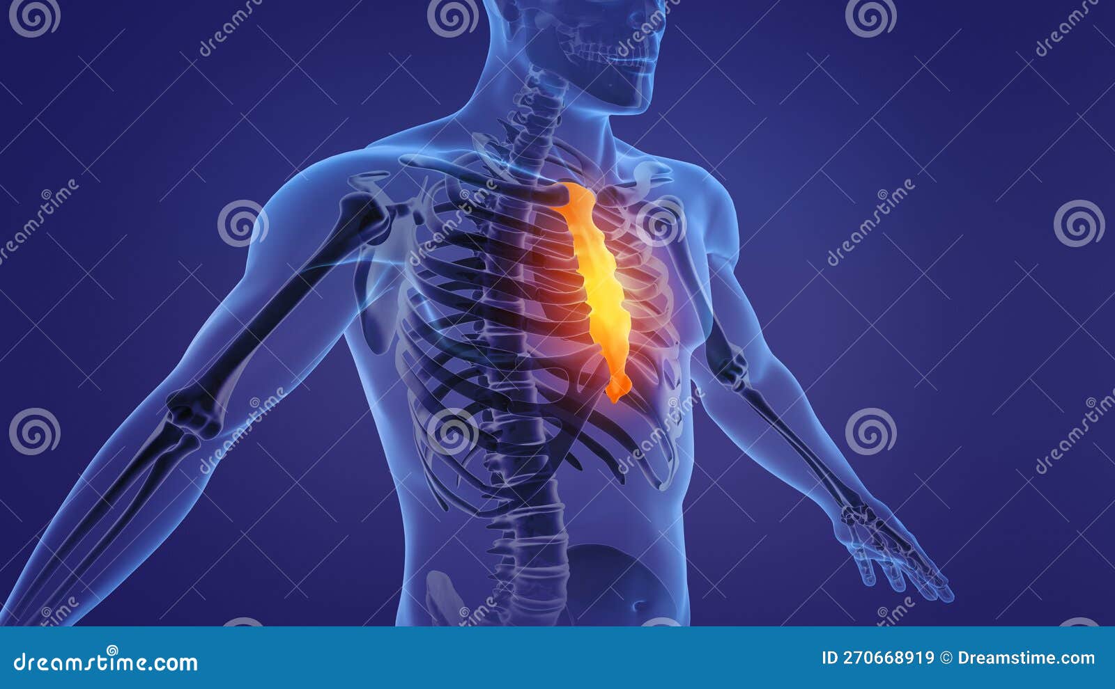 Human Anatomy Animation Showing Sternum and Ribs Stock Illustration ... Biology Diagrams