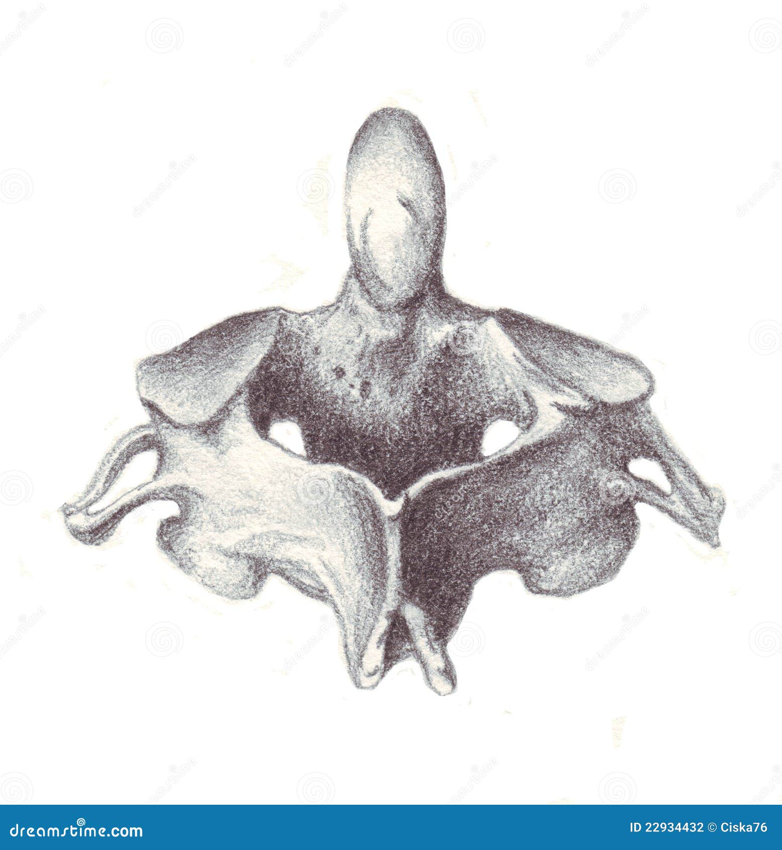 human anatomy - cervical vertebra
