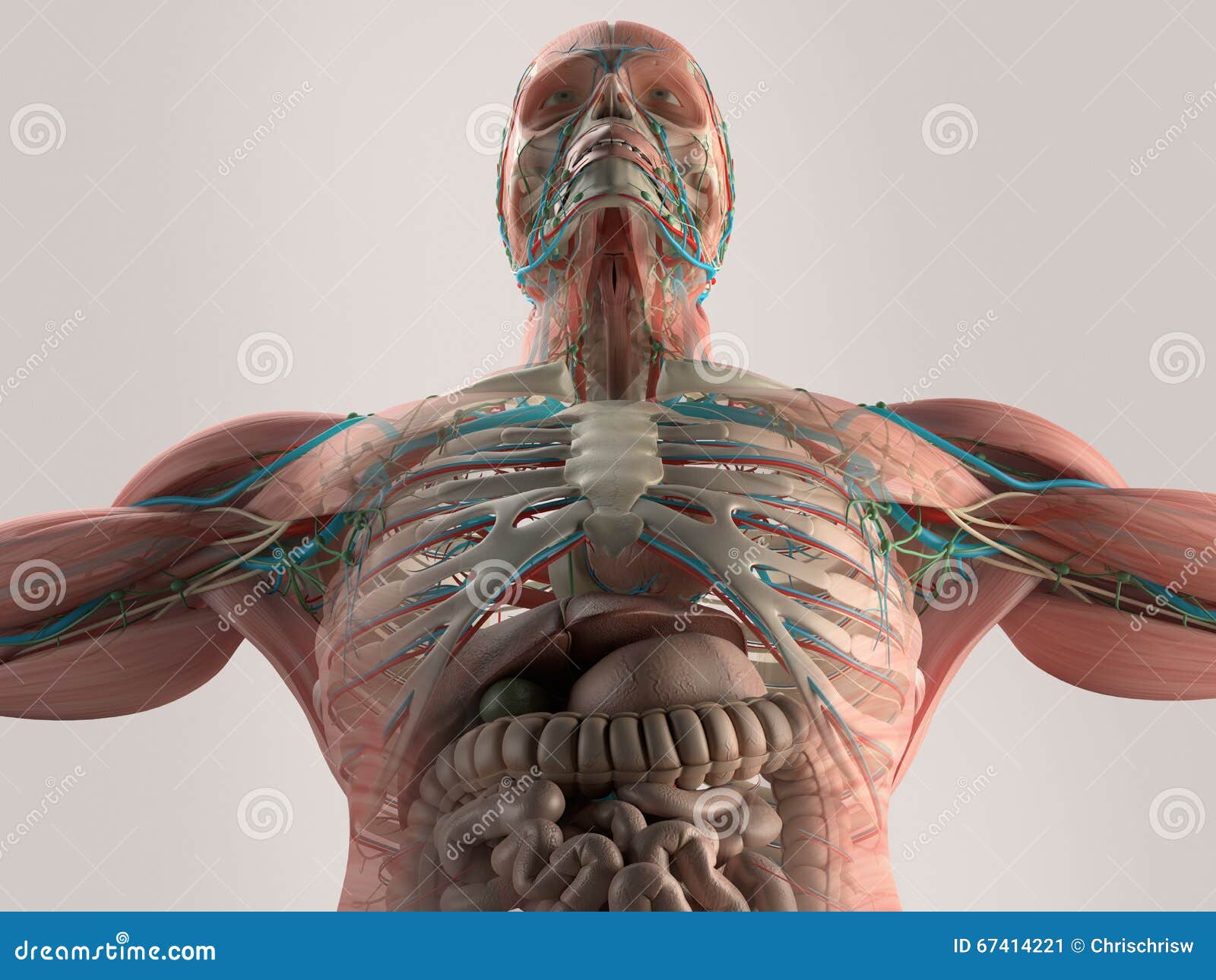 Chest Muscle Anatomy Diagram / Frontal View Of Male Chest And Abdominal Muscles Anatomy ...