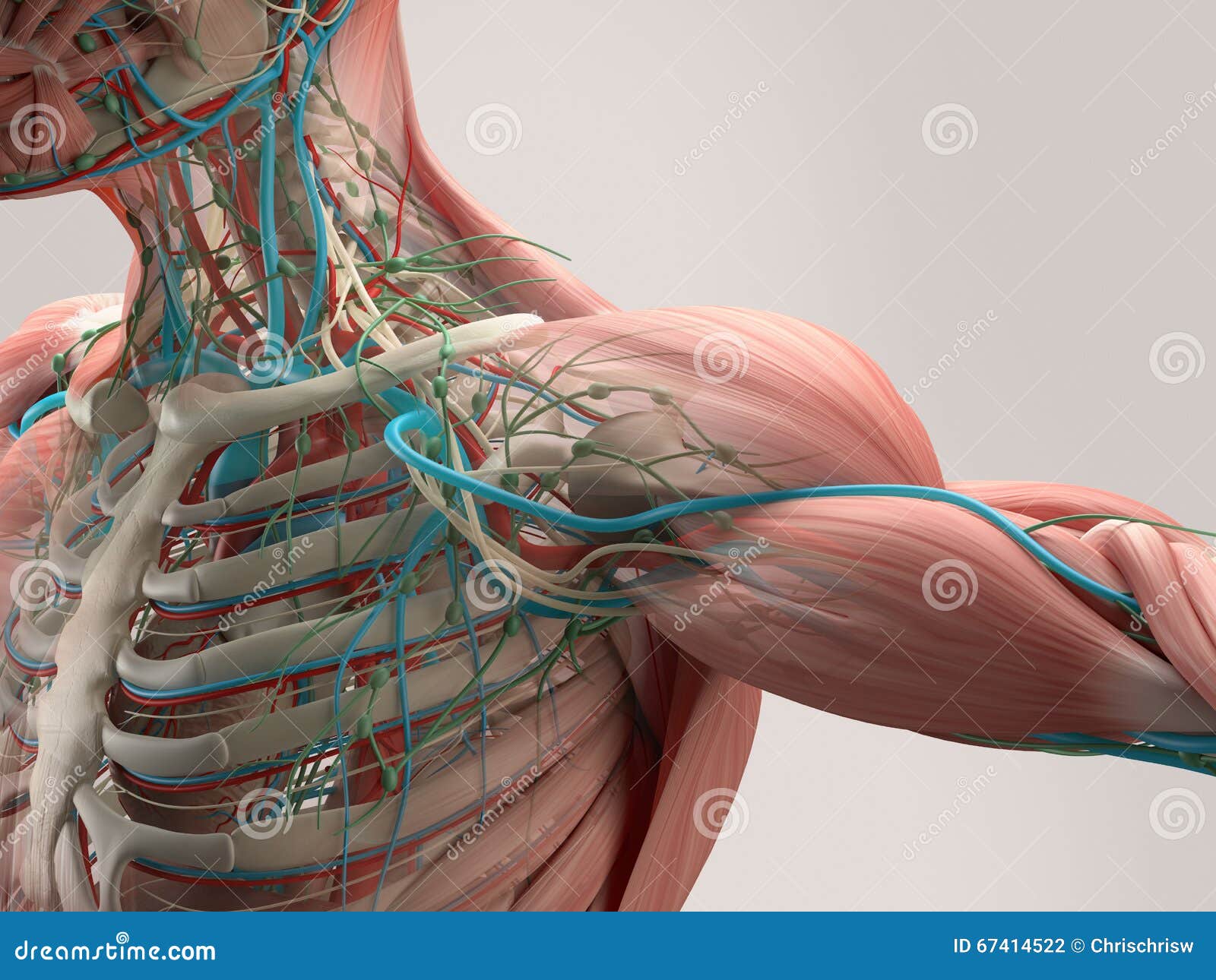 Human Anatomy Chest From Low Angle. Bone Structure. Veins. On Plain