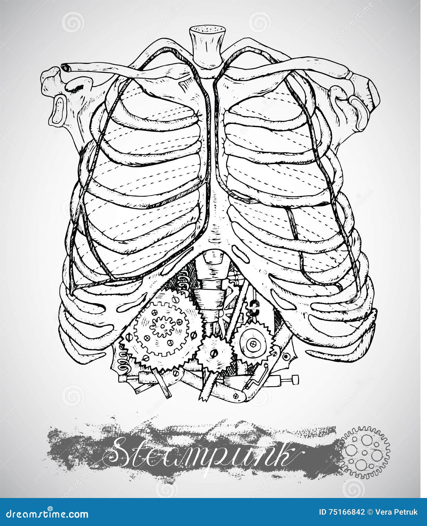 Rib Cage Drawing Reference and Sketches for Artists