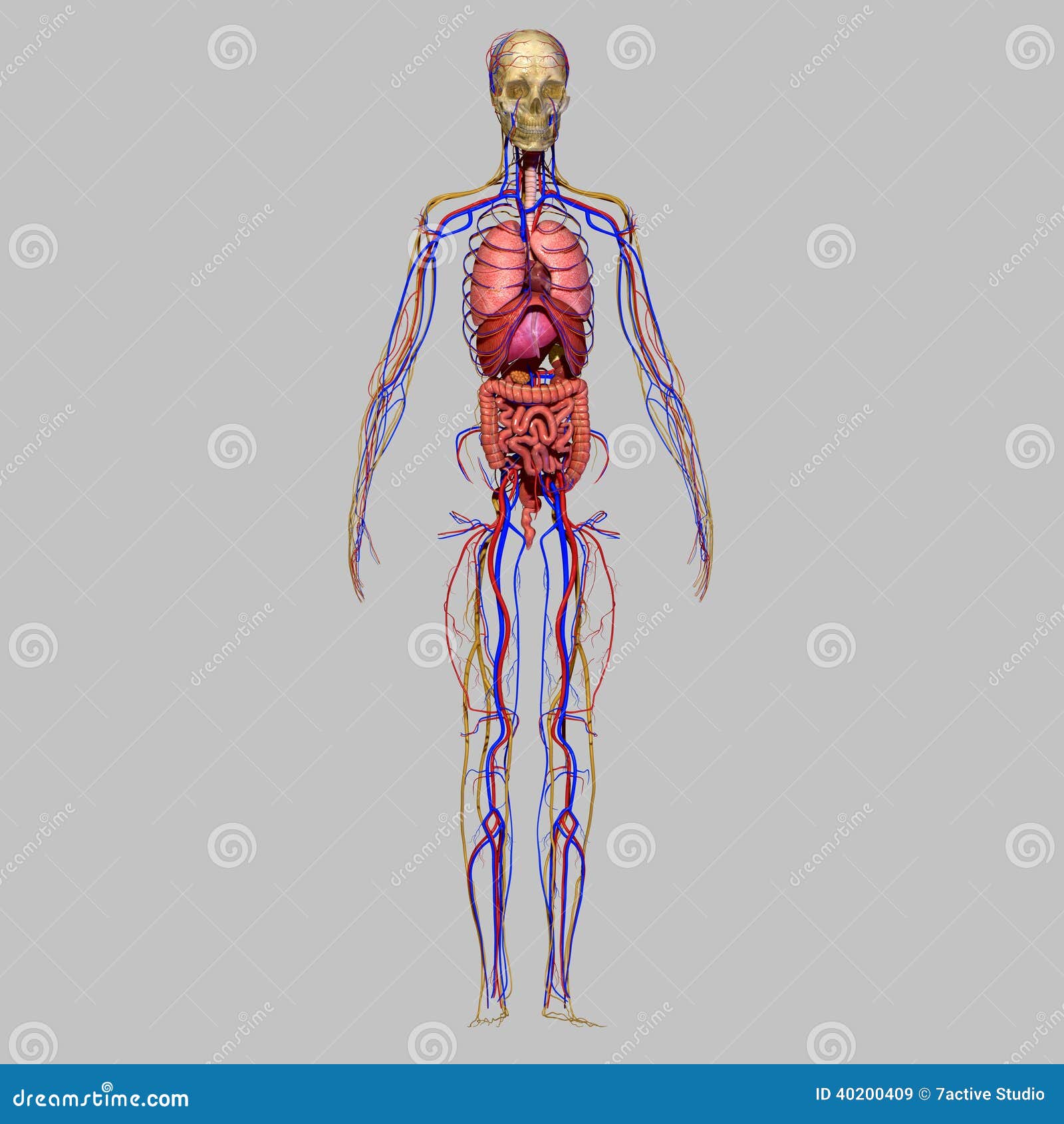 Human Anatomy stock illustration. Illustration of back - 40200409