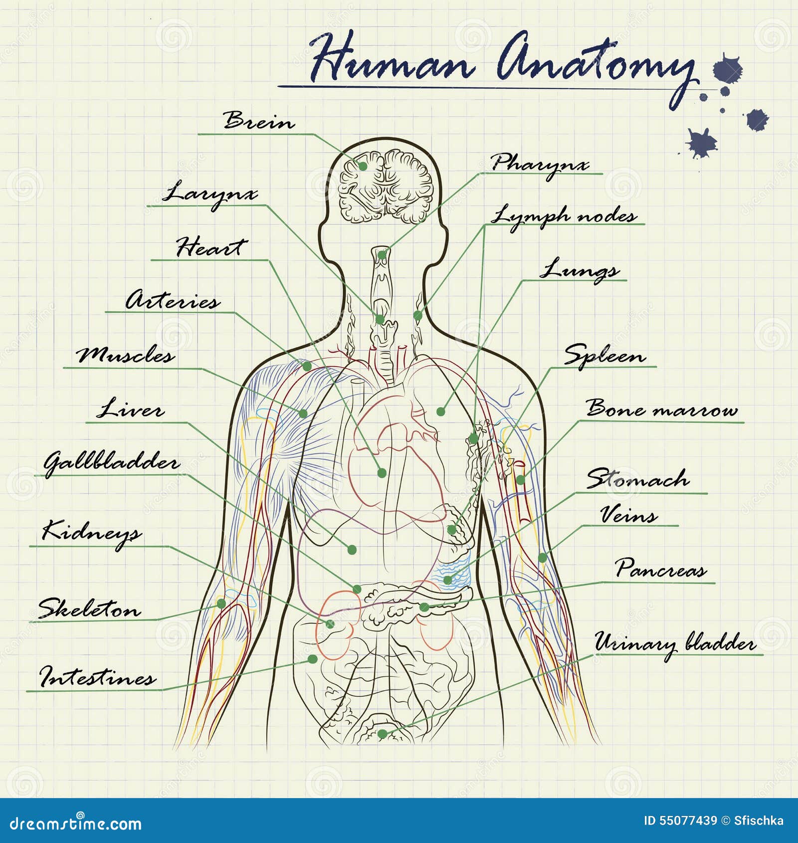 Anatomy Diagram