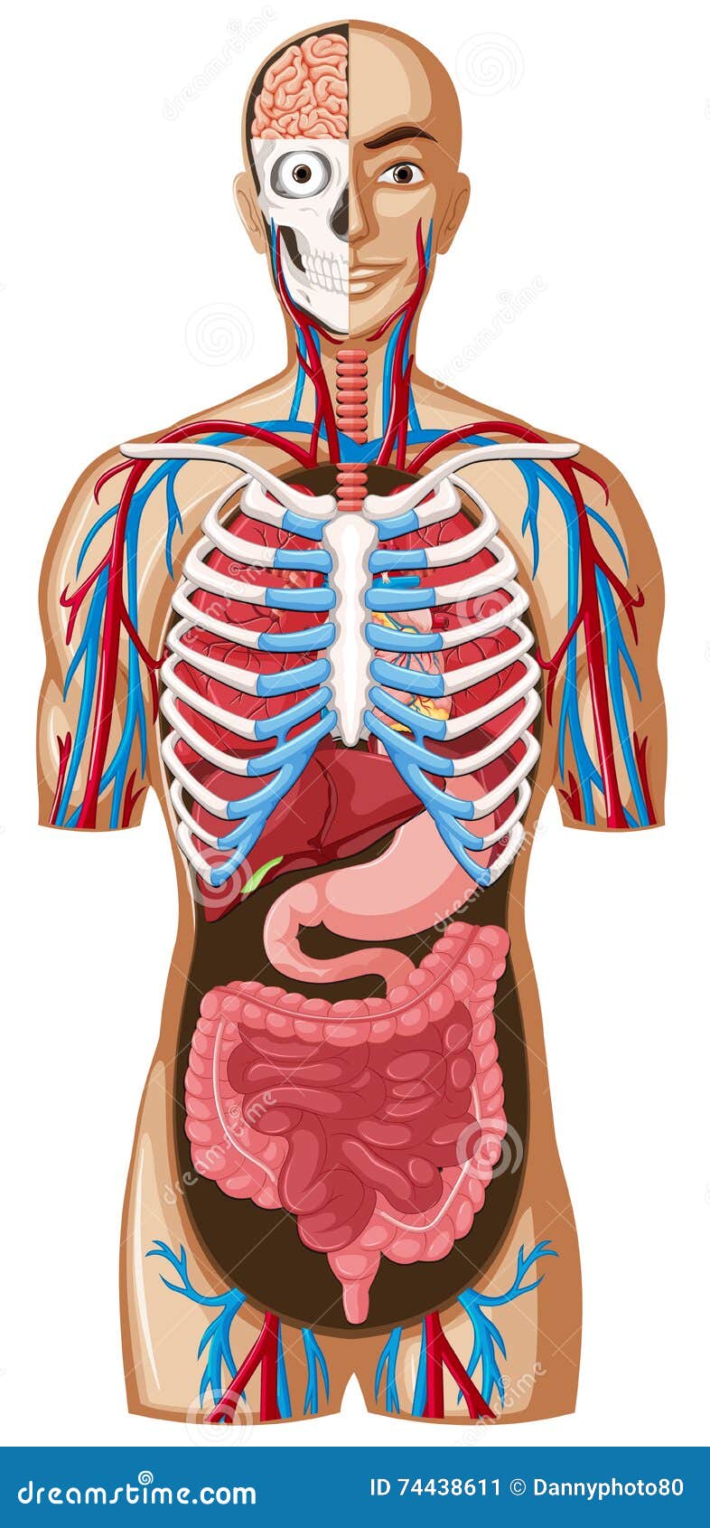 Human Anatomy With Different Systems Stock Vector - Illustration of