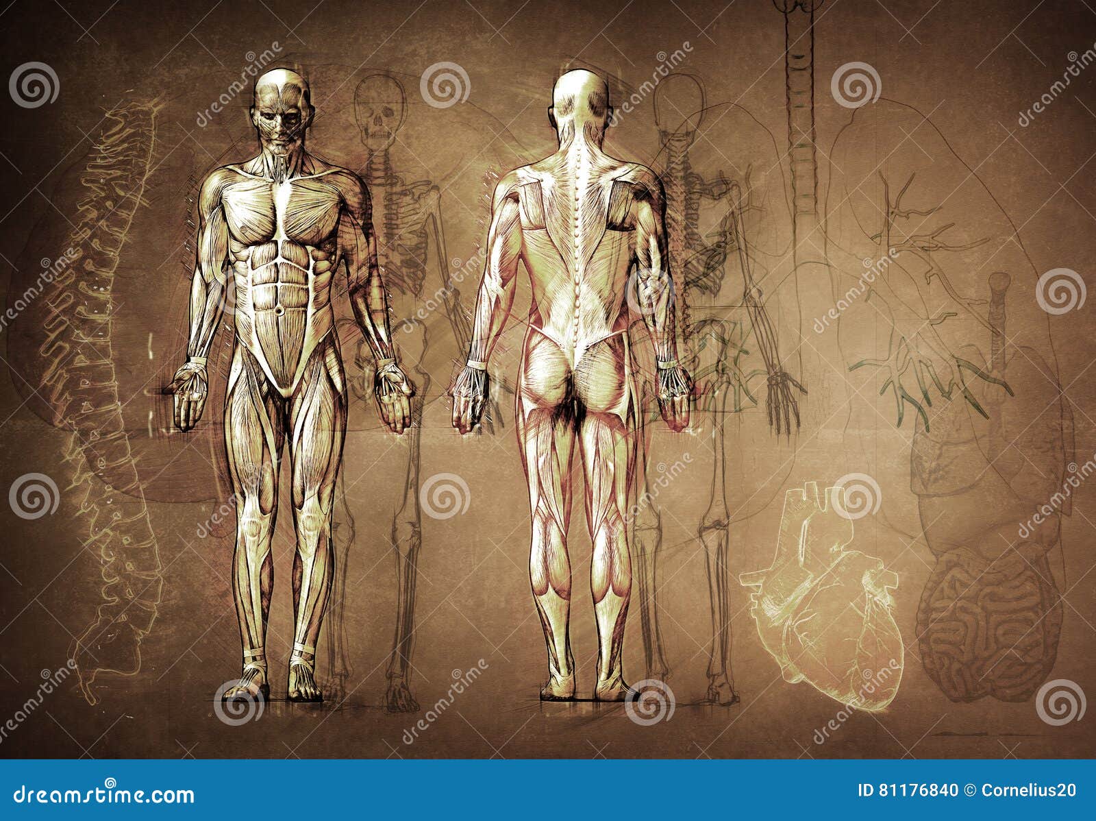 Human Body Wallpapers 72 images