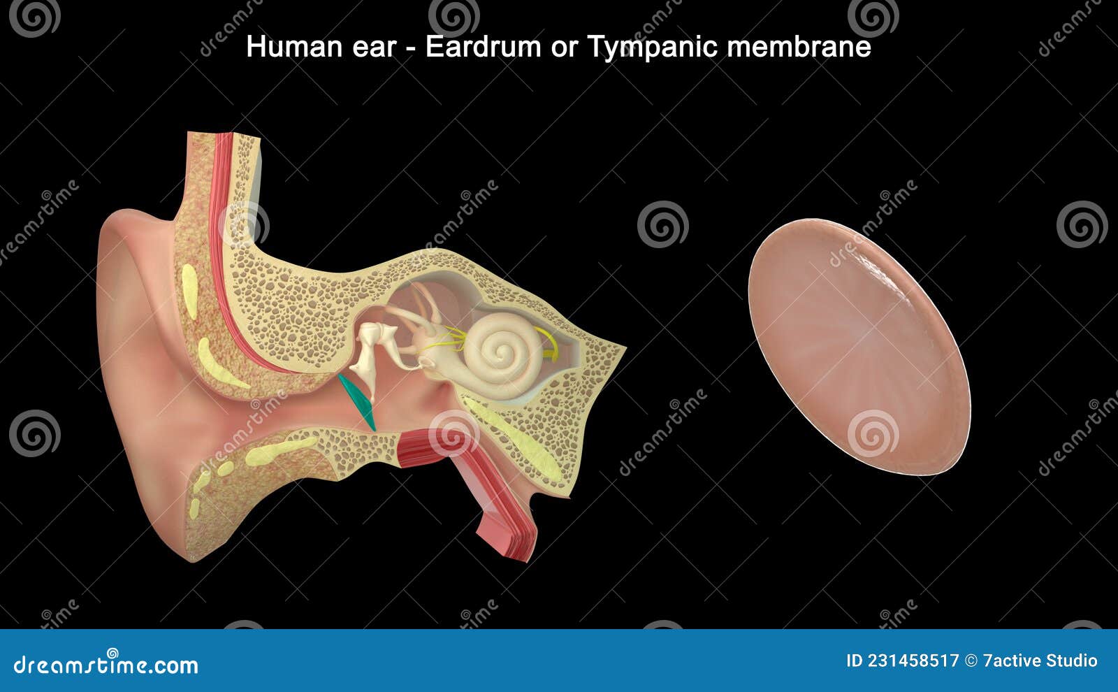 human ear - inner ear parts - eardrum