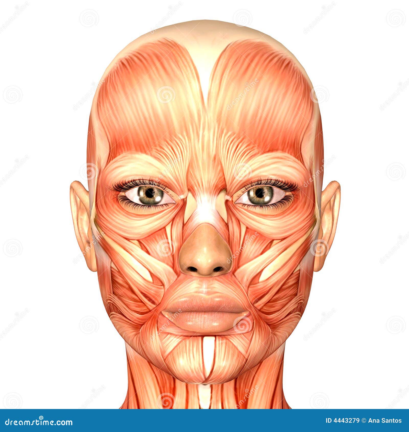 Human Anatomy - Face stock illustration. Illustration of white - 4443279