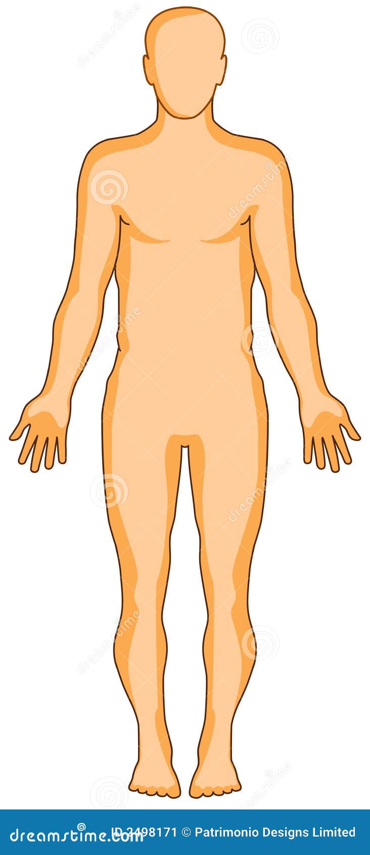 Human anatomy figure stock vector. Image of body, circulatory - 2498171