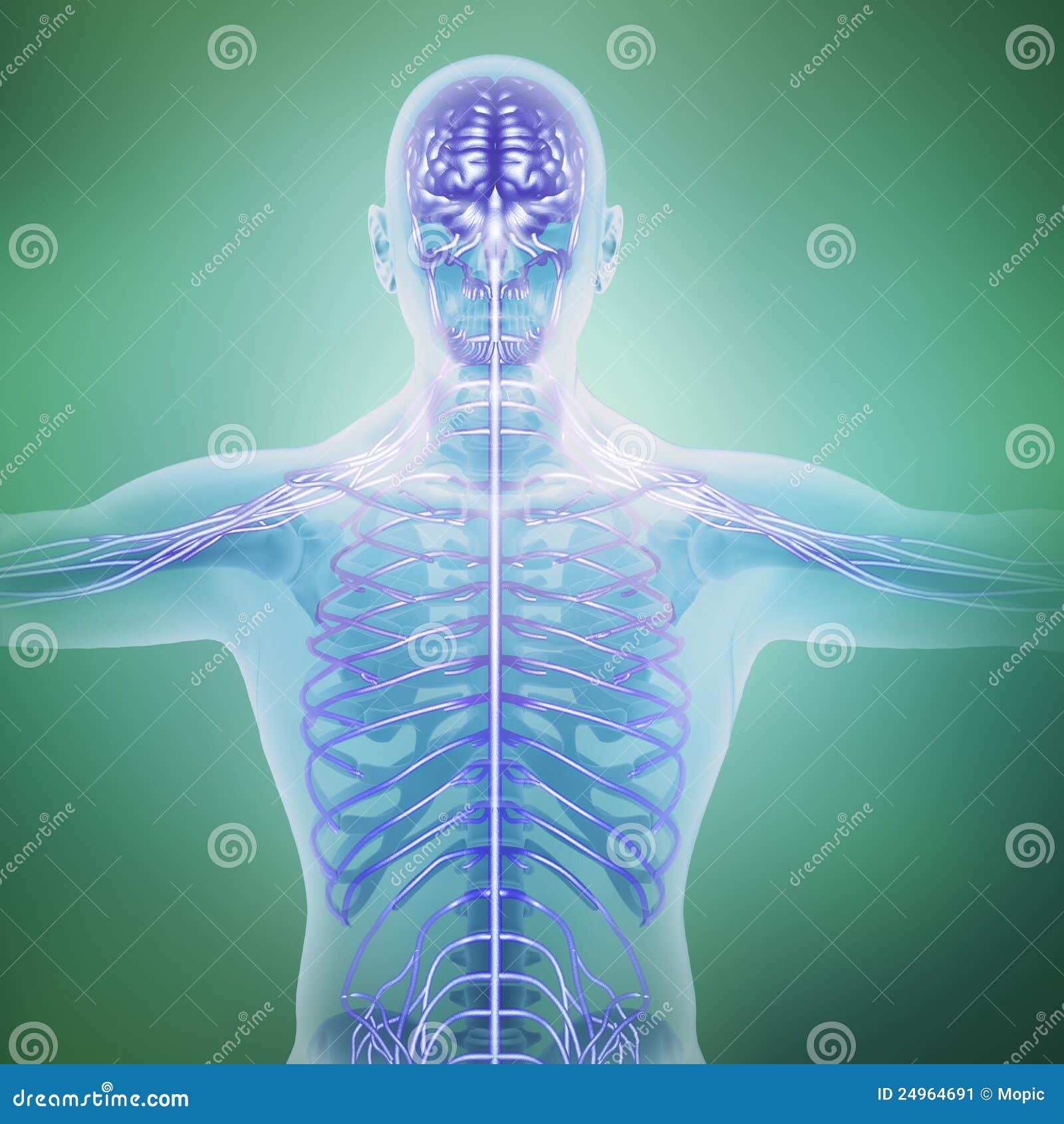 Human anatomy illustration stock illustration. Illustration of bone