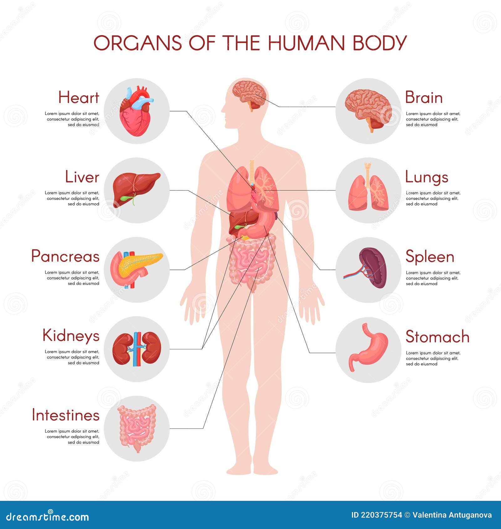 Internal organs, female body - schematic human anatomy illustration -  isolated vector on white background. Stock Vector