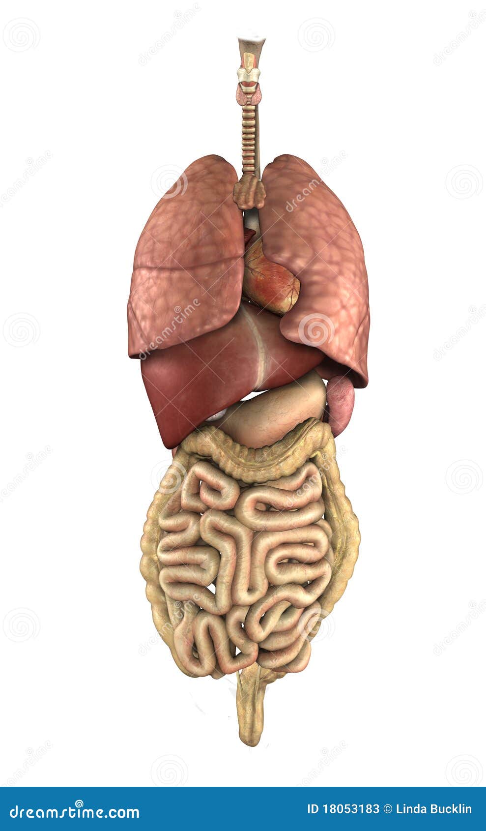Human Anatomy: Internal Organs Stock Illustration - Illustration of