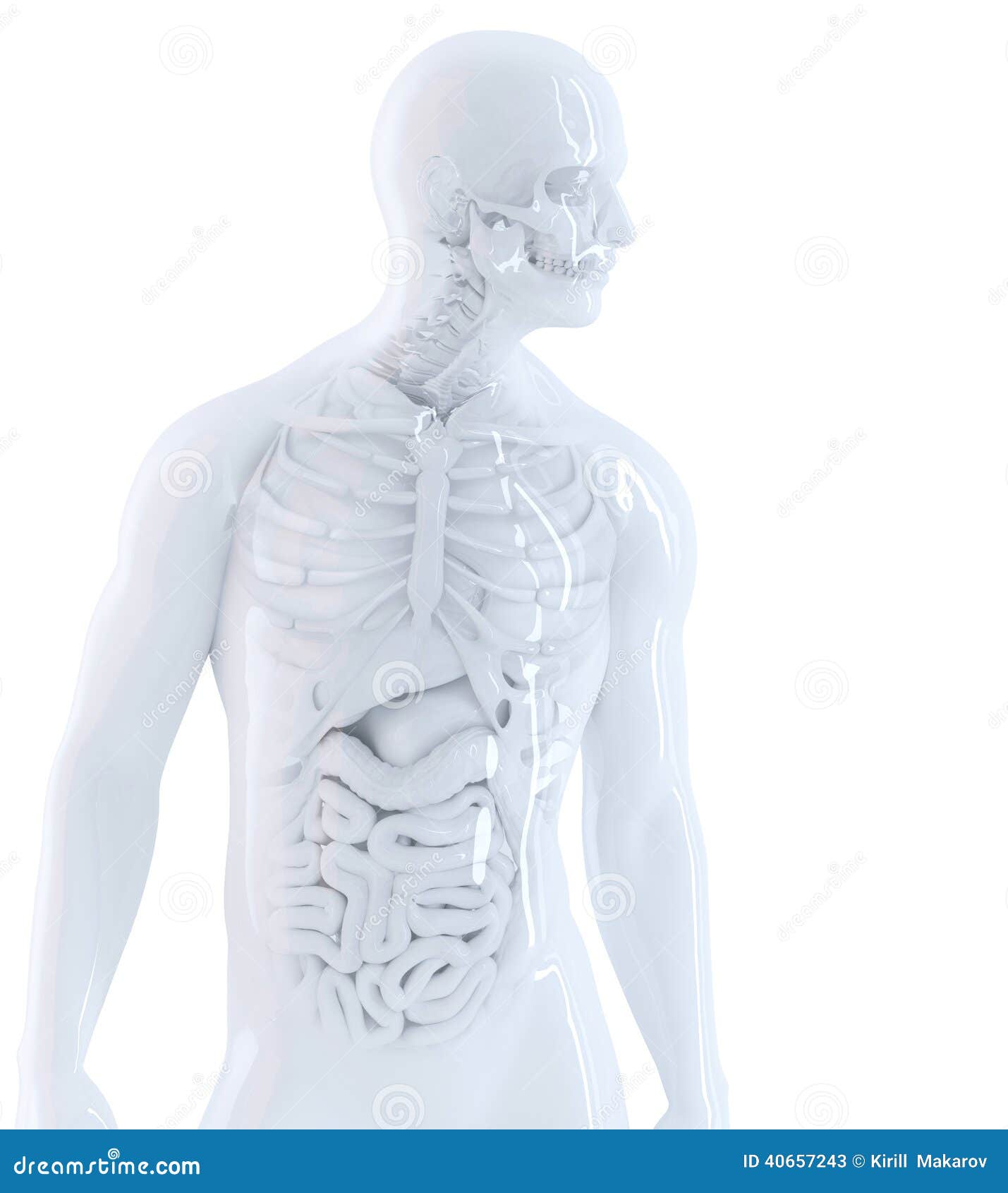 human anatomy. , contains clipping path