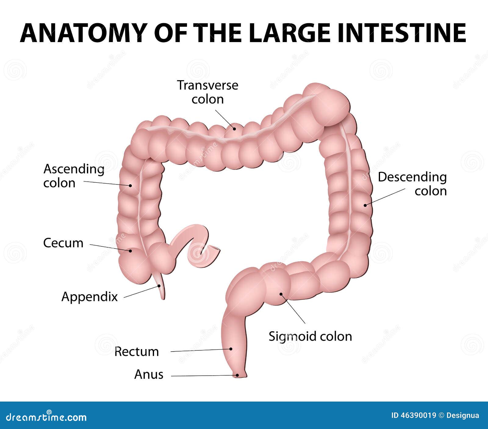human anatomy. large intestine