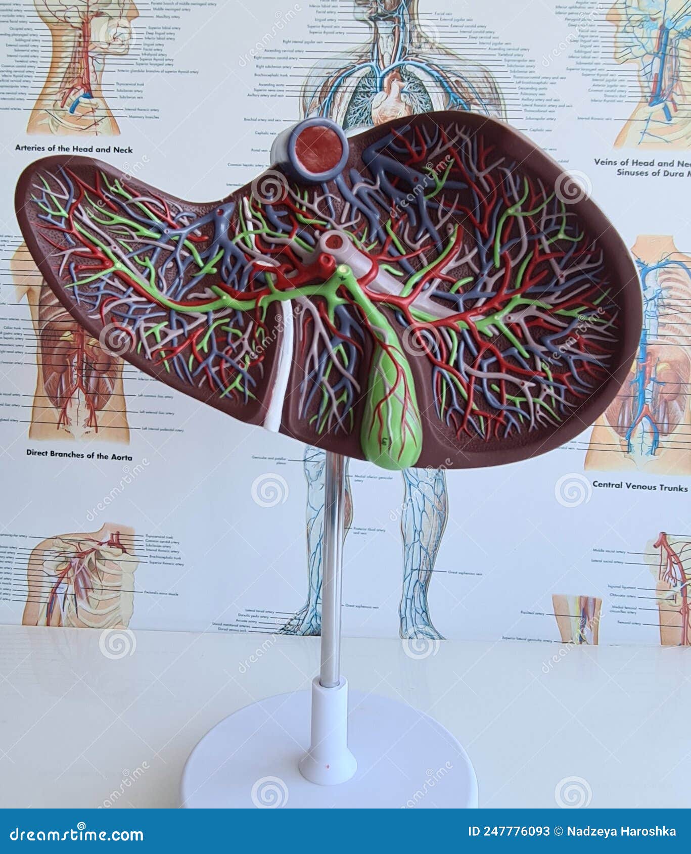 Human Anatomy Liver Model Closeup. . Structure and Function of Liver ... Biology Diagrams