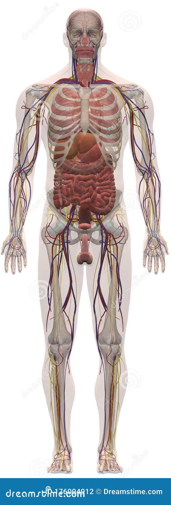 Human Anatomy Male From Front Stock Photo Illustration Of