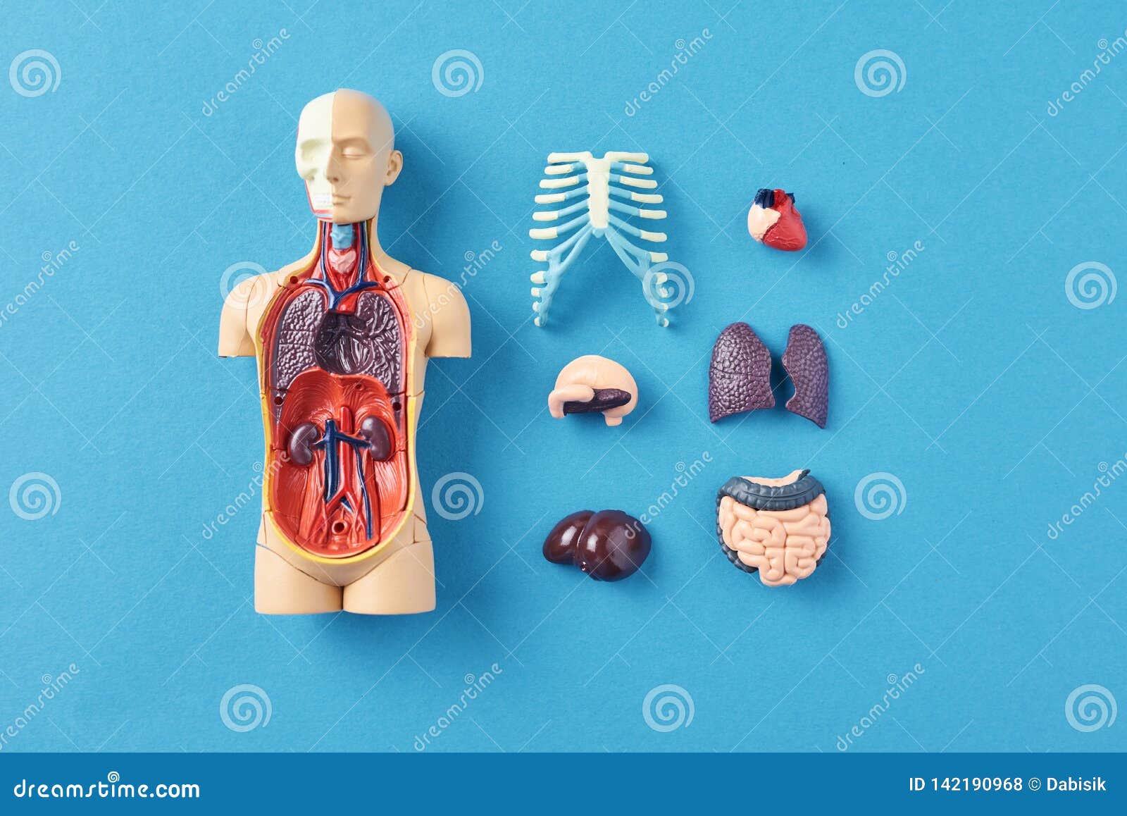 Human Anatomy Mannequin With Internal Organs On A Blue