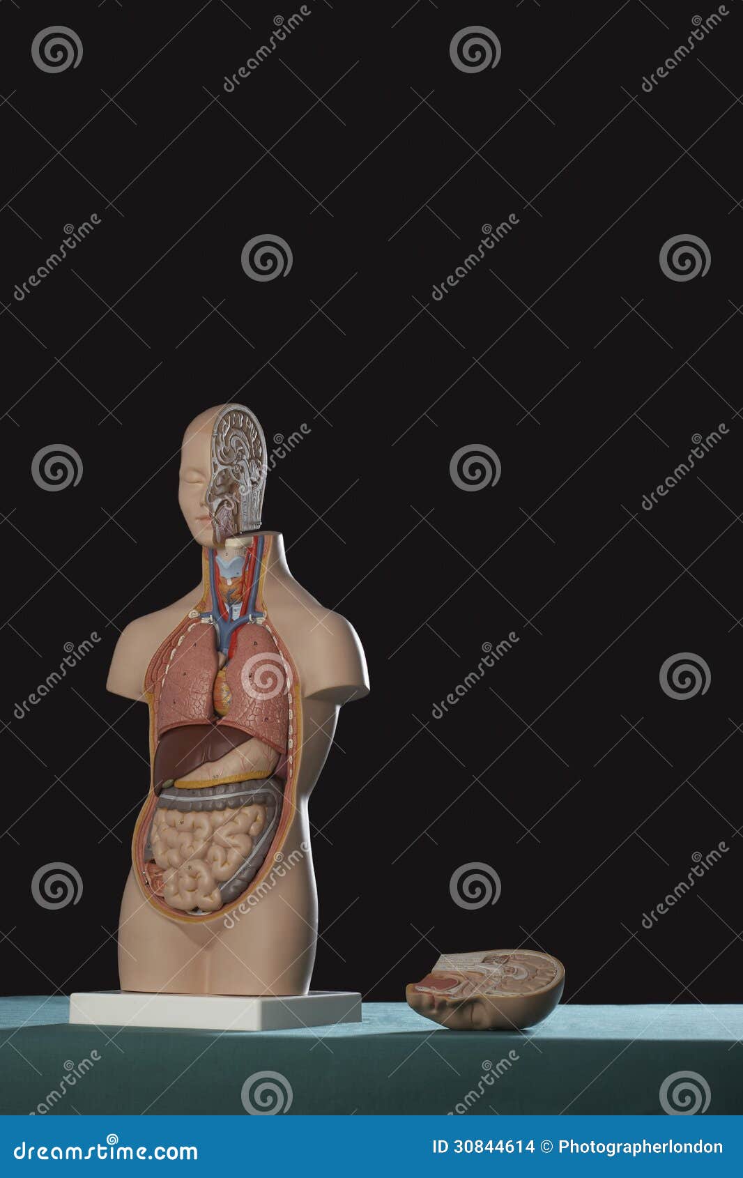 Human anatomy model stock photo. Image of medicine, model 30844614