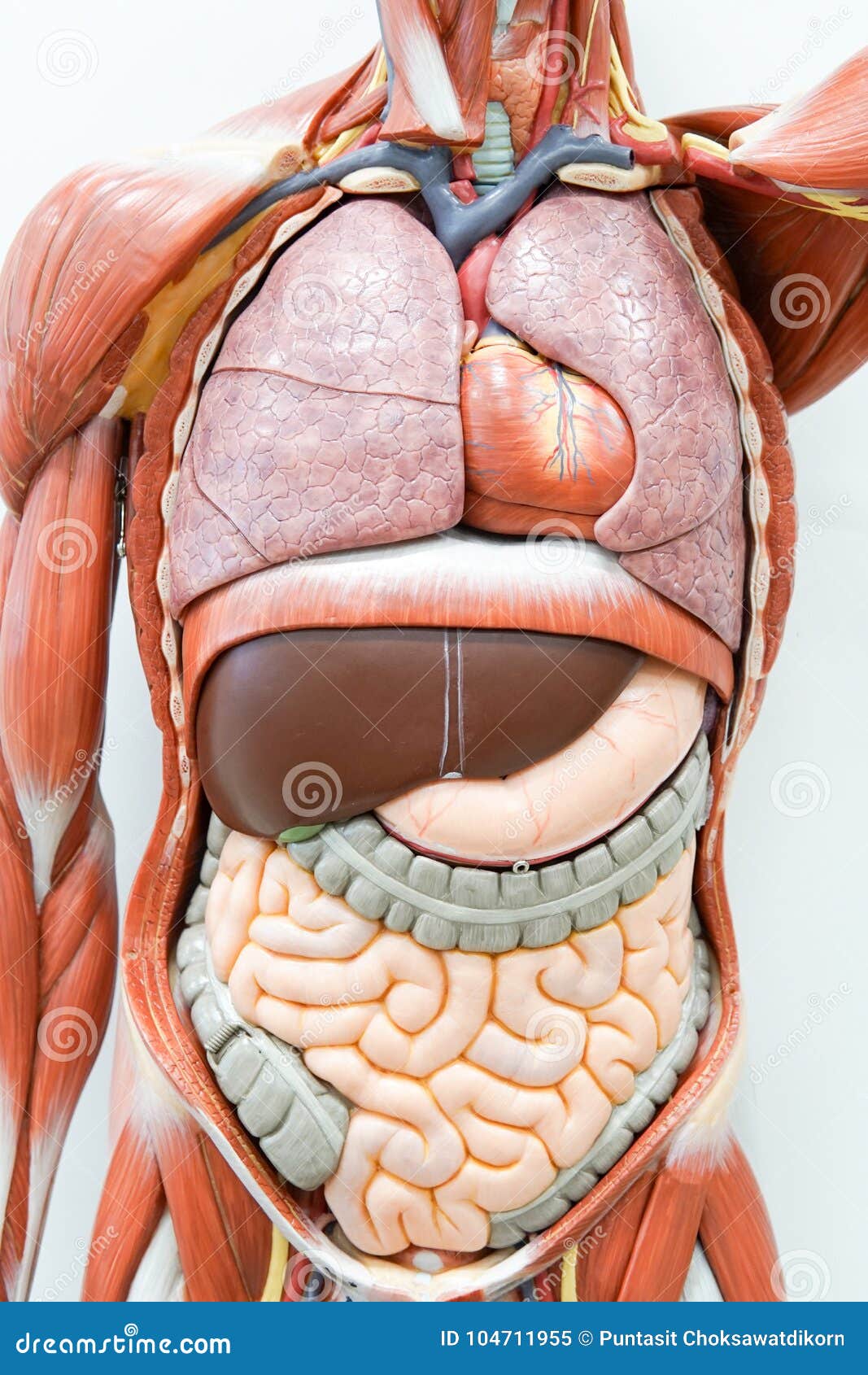 Human anatomy model stock image. Image of medicine, education 104711955