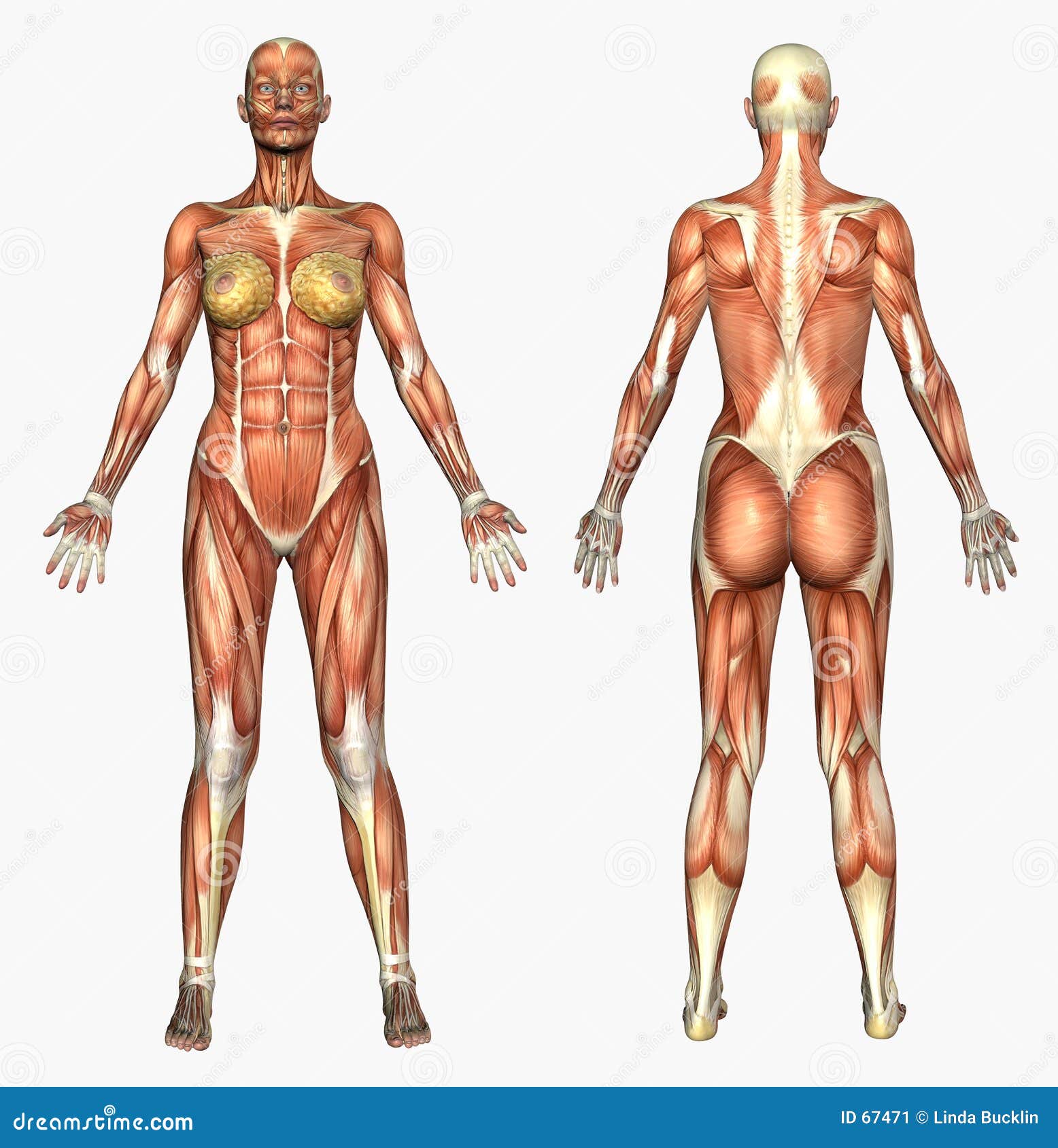 Female Head Muscles Anatomy Front View Stock Photo - Download