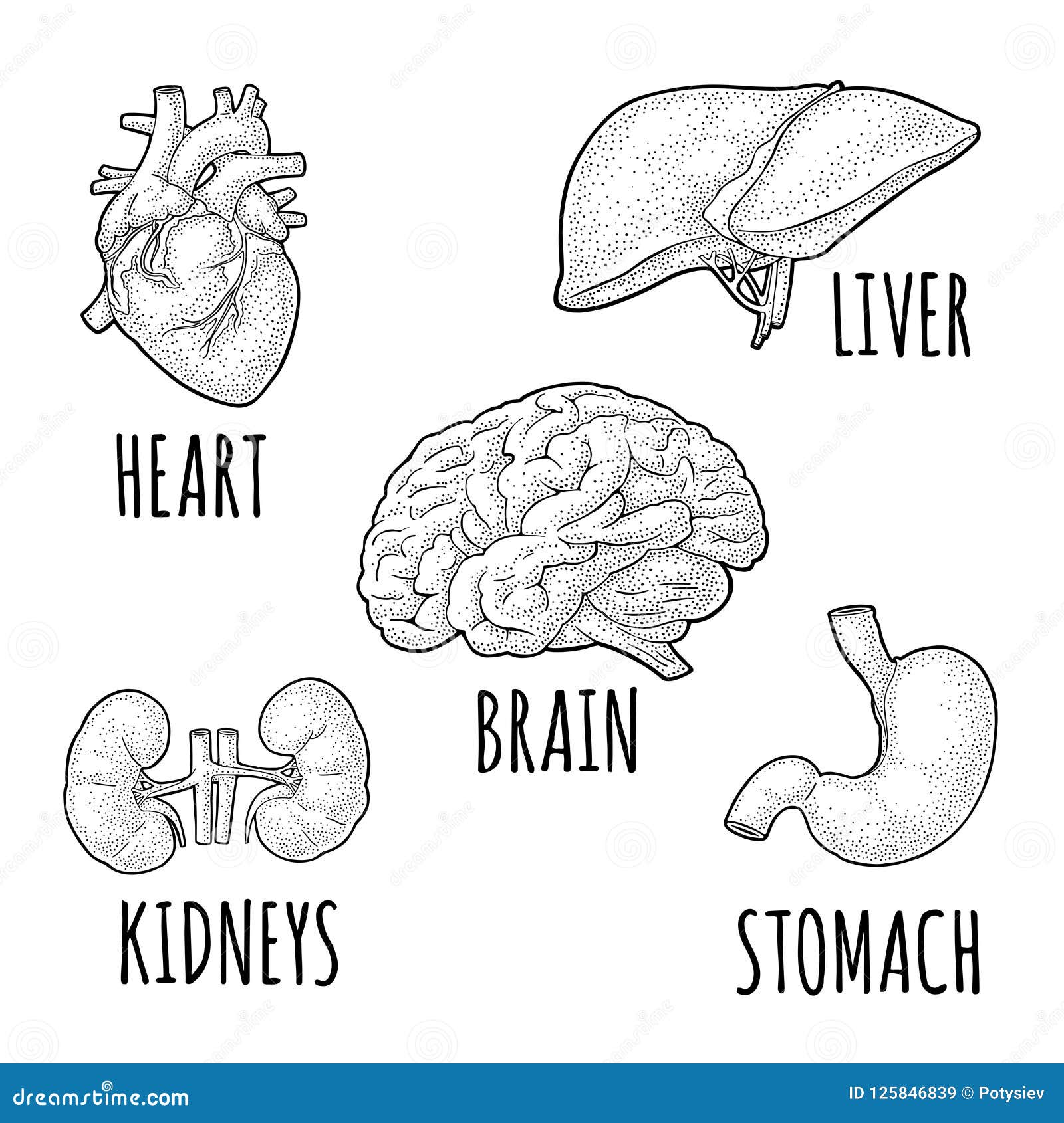 Kidney Anatomy In Vector | CartoonDealer.com #67862402