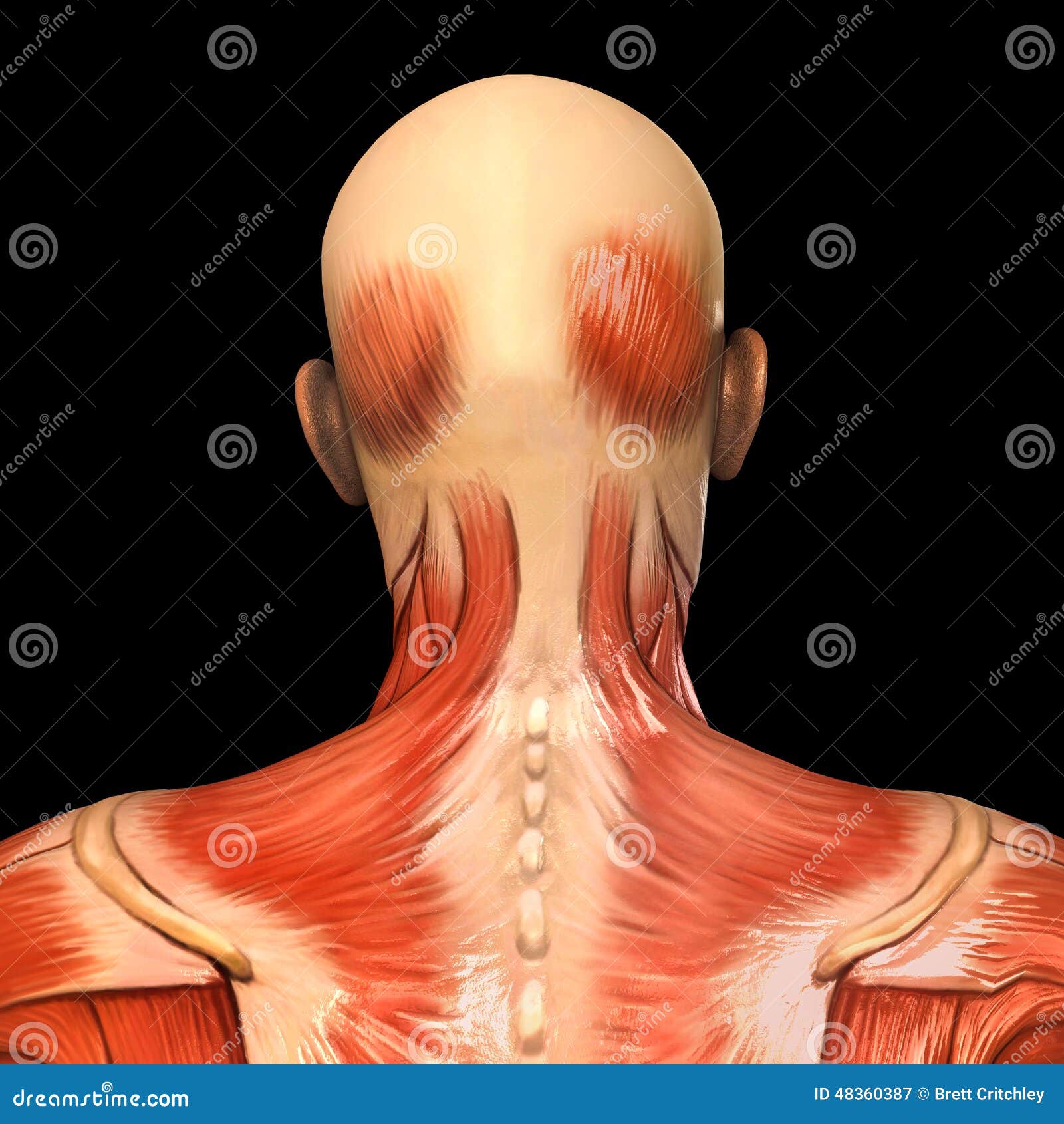 Human Anatomy Posterior Head Muscles Stock Illustration - Image: 48360387